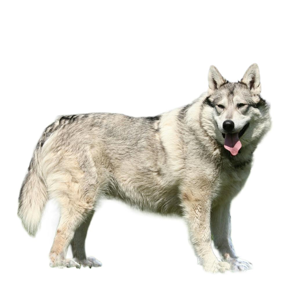 Diqing Indigenous Dog