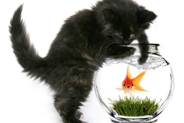 a black cat standing on its hind legs looking at a goldfish in a fish