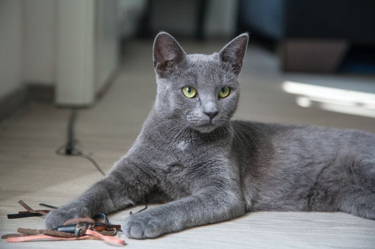 a gray cat laying on the floor next to a pair of scissors