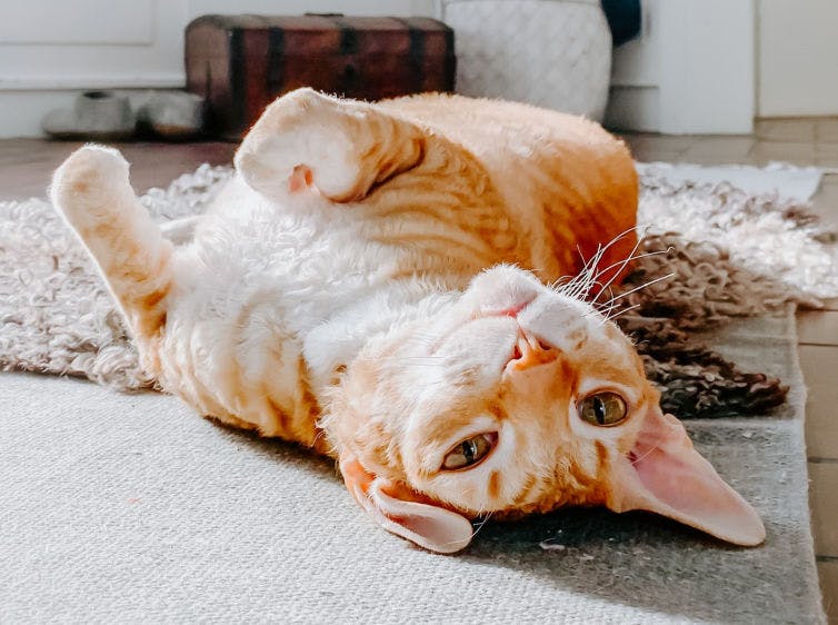 an orange and white cat laying on its back on a rug