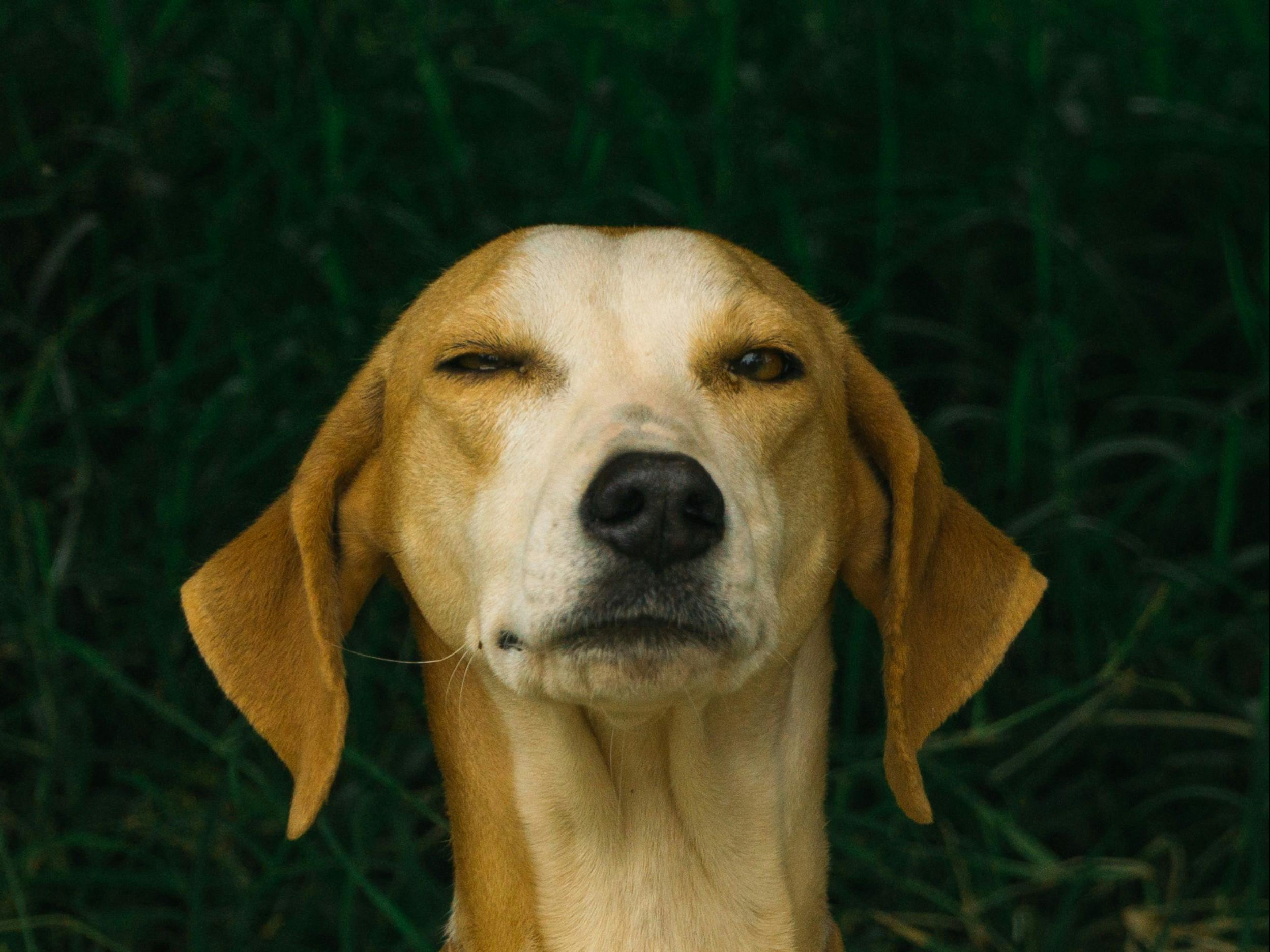 Hound Dog Breeds: Traits, Types, and Companionship
