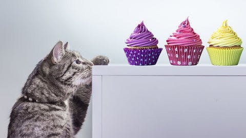 a cat looking at cupcakes on top of a table
