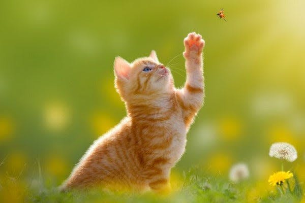 a kitten reaching up to catch a butterfly