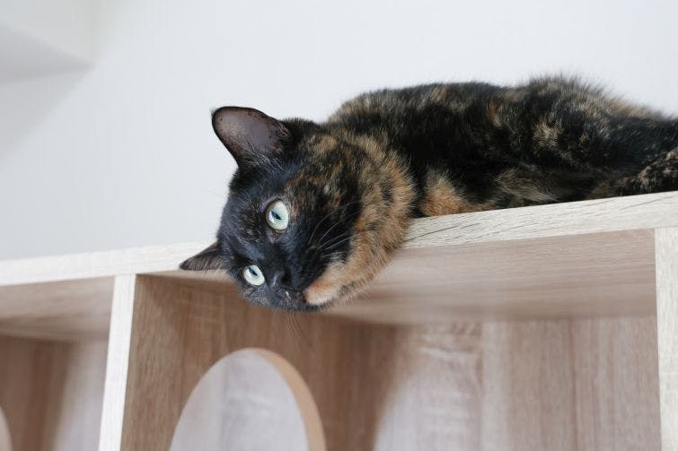 a cat laying on top of a wooden shelf