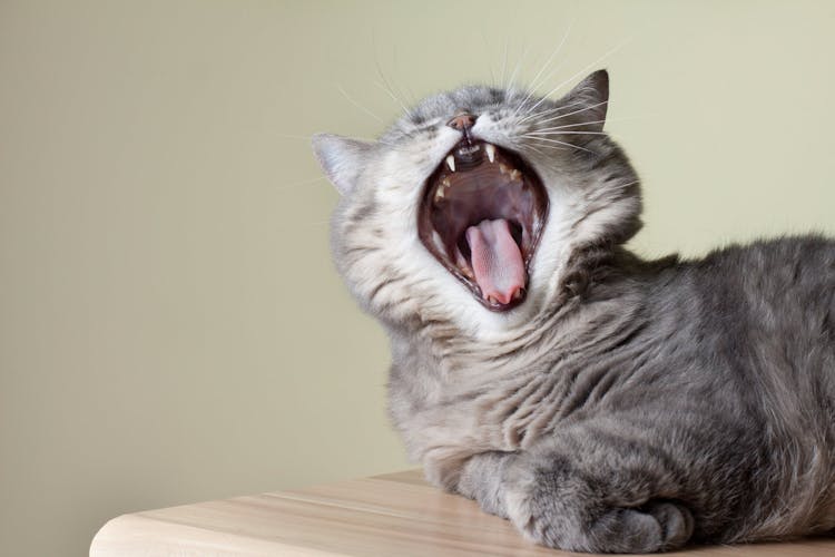 Gingivitis in Cats: Symptoms, Causes, Stages, Treatment and Prevention