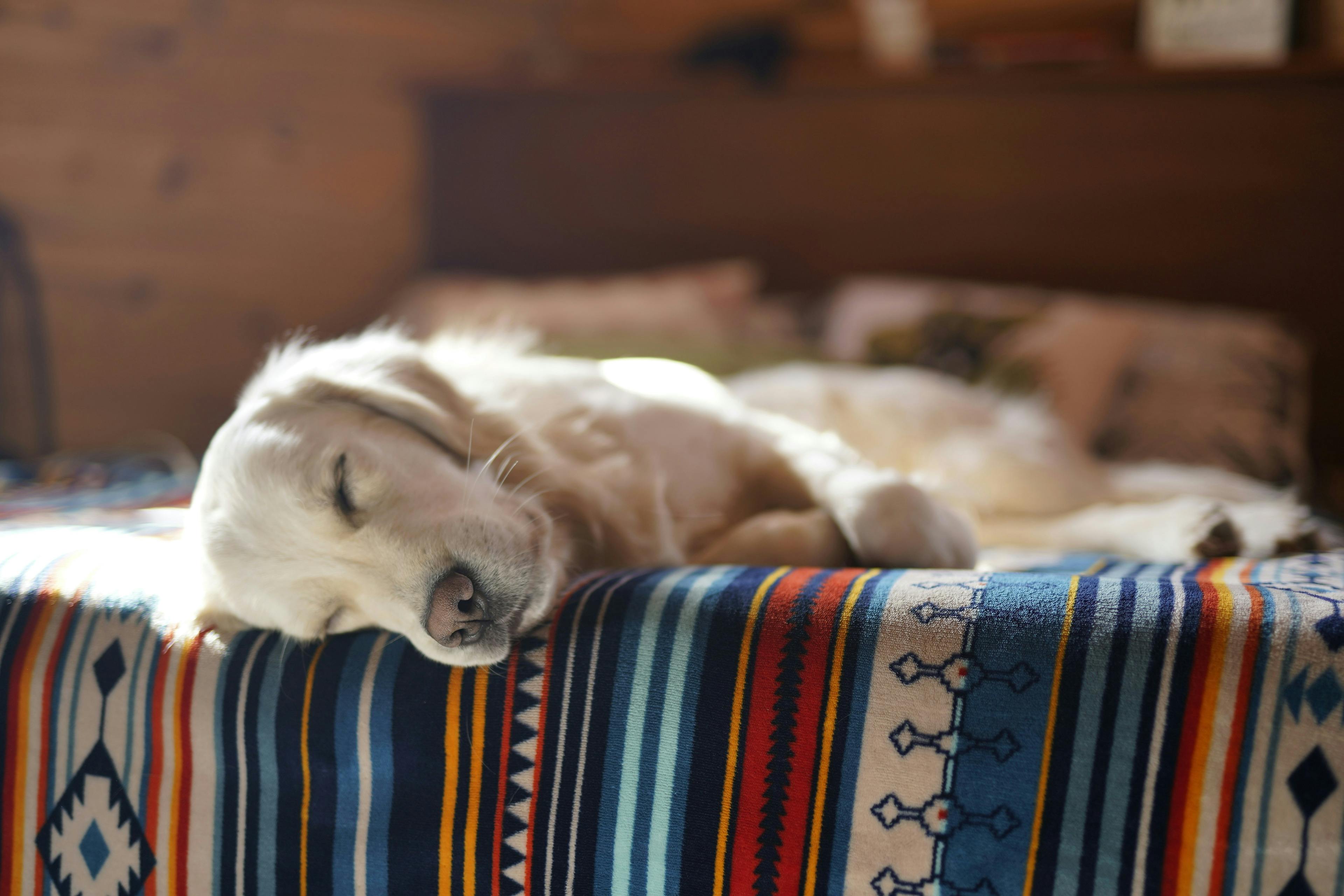 Why Do Dogs Sleep So Much?