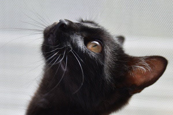 a close up of a black cat looking up