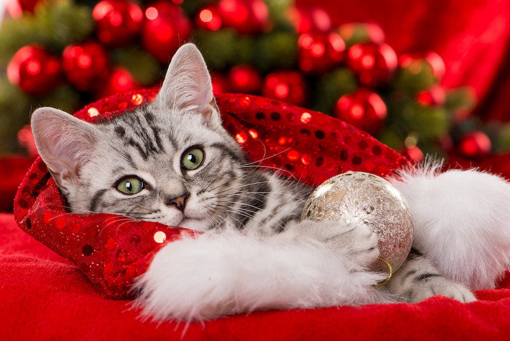 Keeping Pets Safe During the Holidays