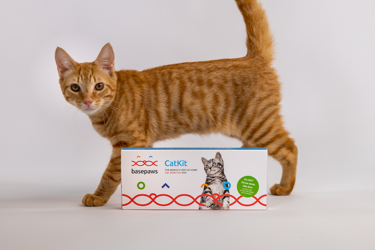 Why Should I DNA Test My Cat?