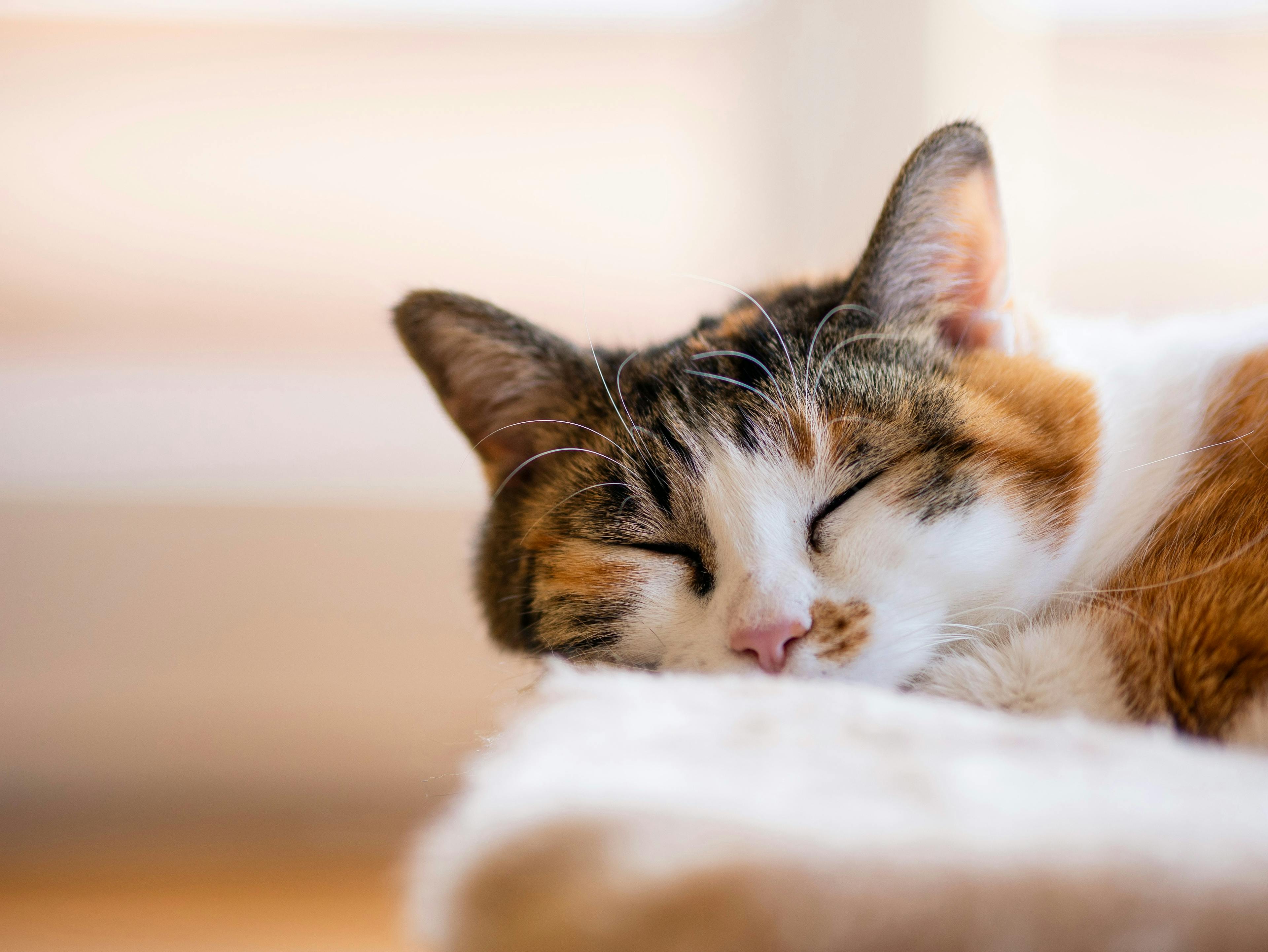 Calico Cats: A Guide to Their Unique Temperament
