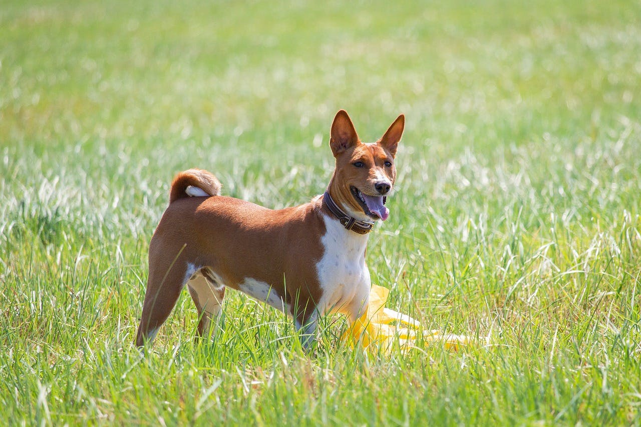 Barkless Dogs: The Unique Trait of Silence in the Basenji Dog
