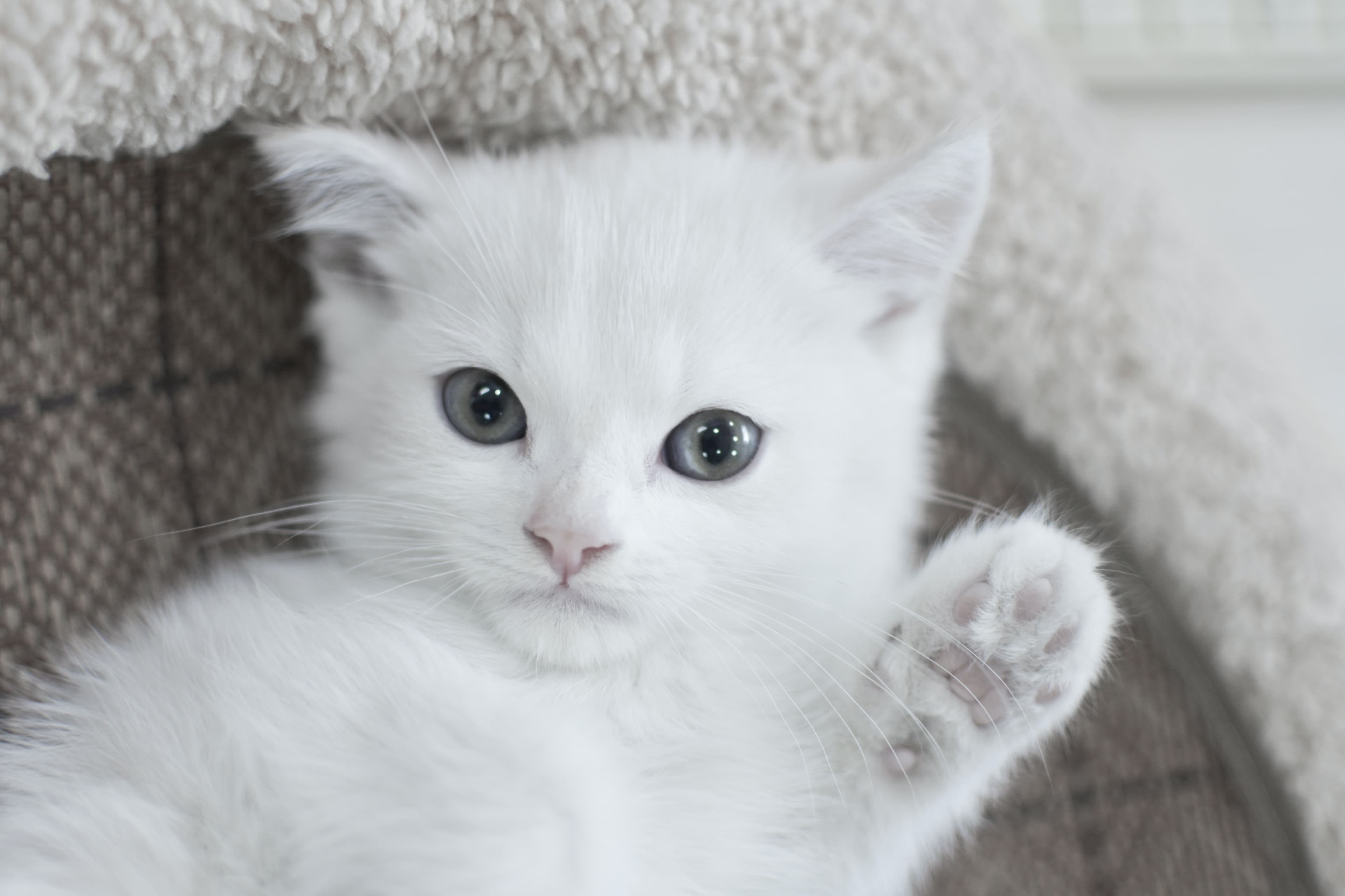 The 250 Most Popular Cute Cat Names