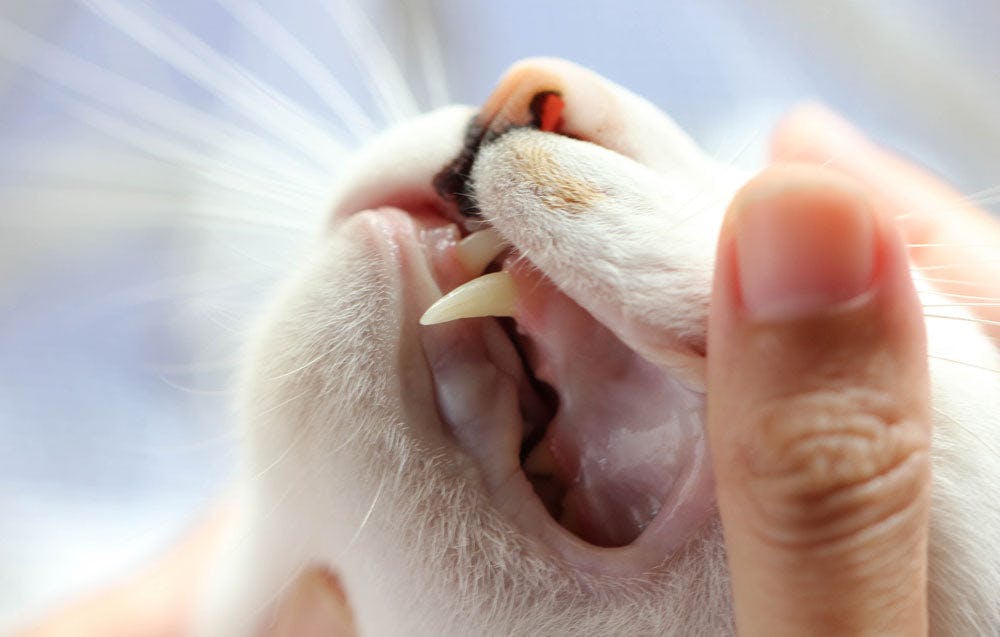 Top 10 signs of dental disease in cats