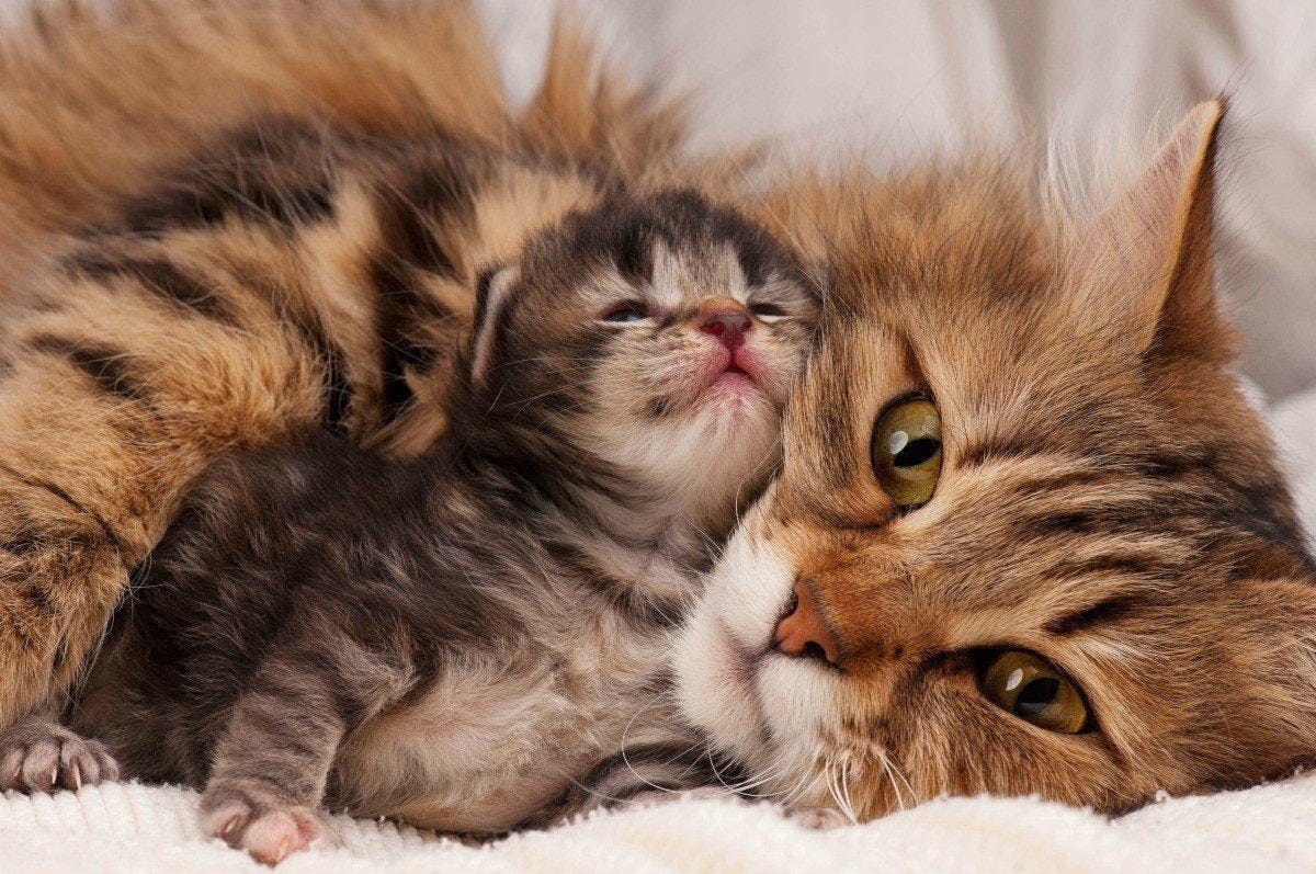 10 Ways That Cats Make Amazing Moms