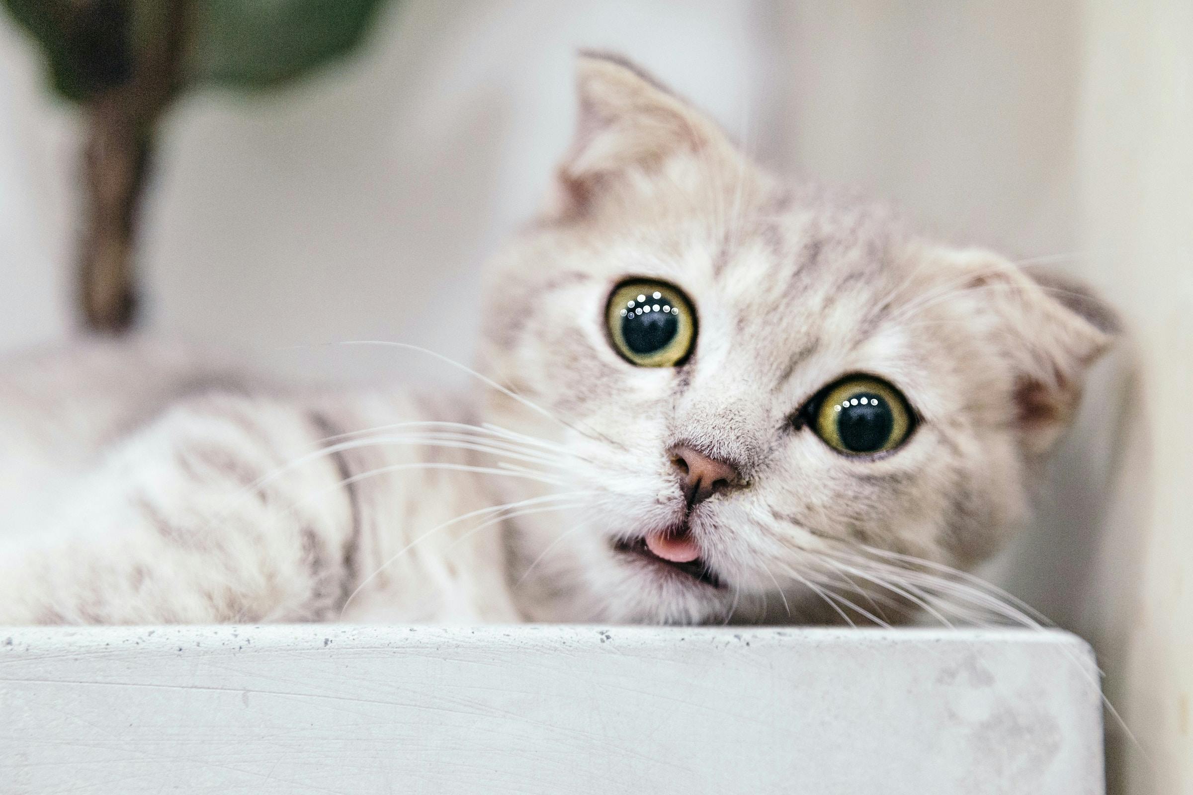 Examining the Behavioral Effects of a Laser Pointer for Cats