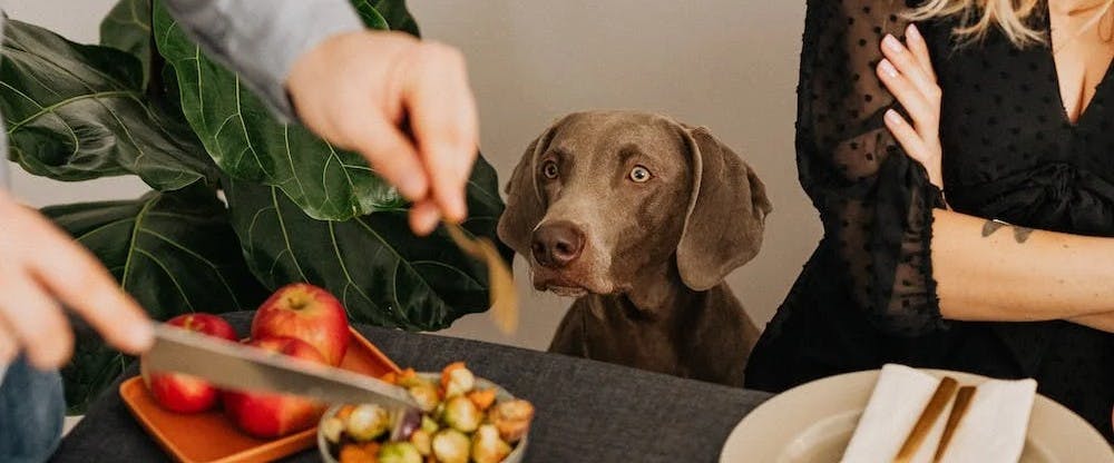 5 Thanksgiving Foods to Keep Away From Your Dog