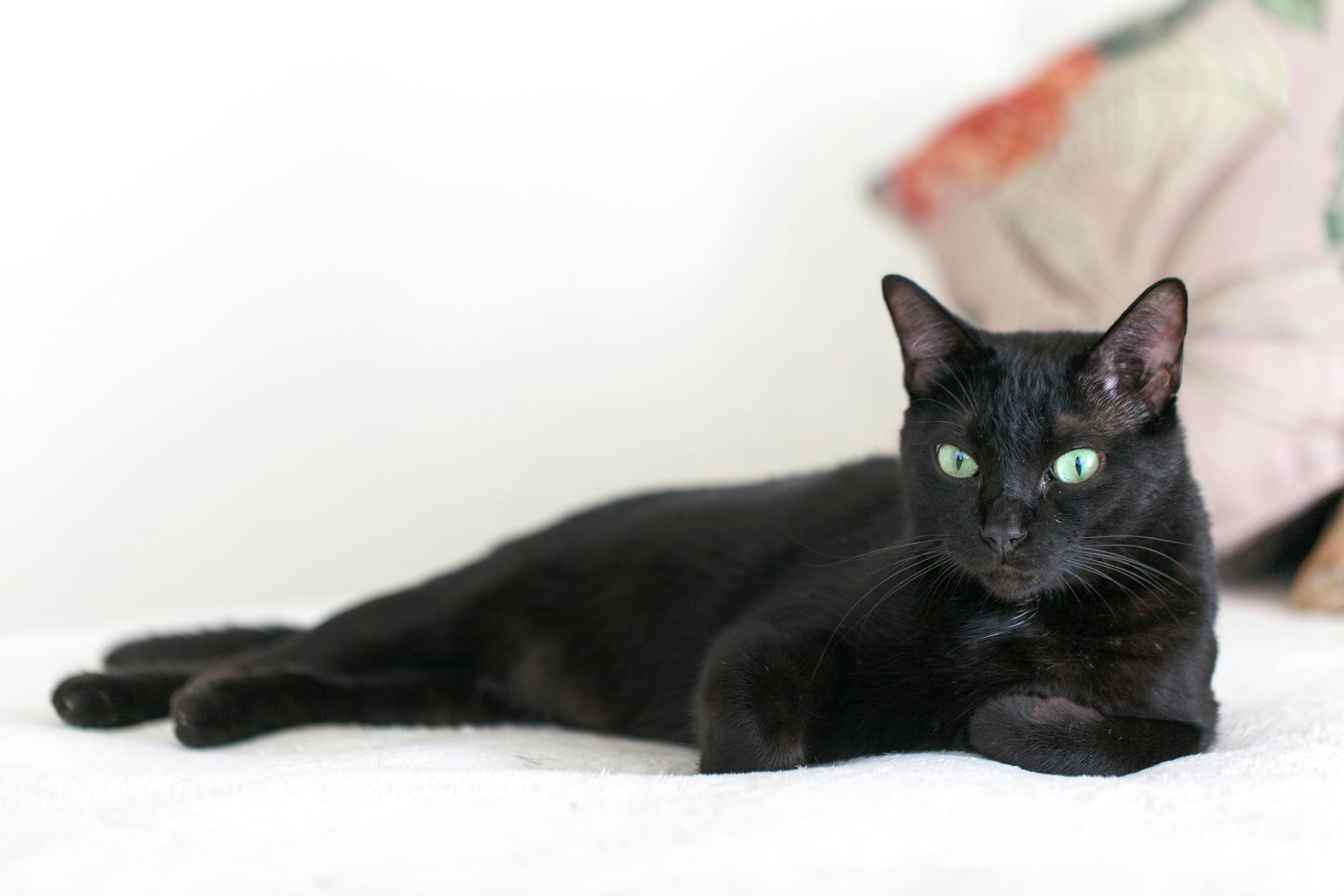 Black Cat Personality: Myths, Traits, and Bonds