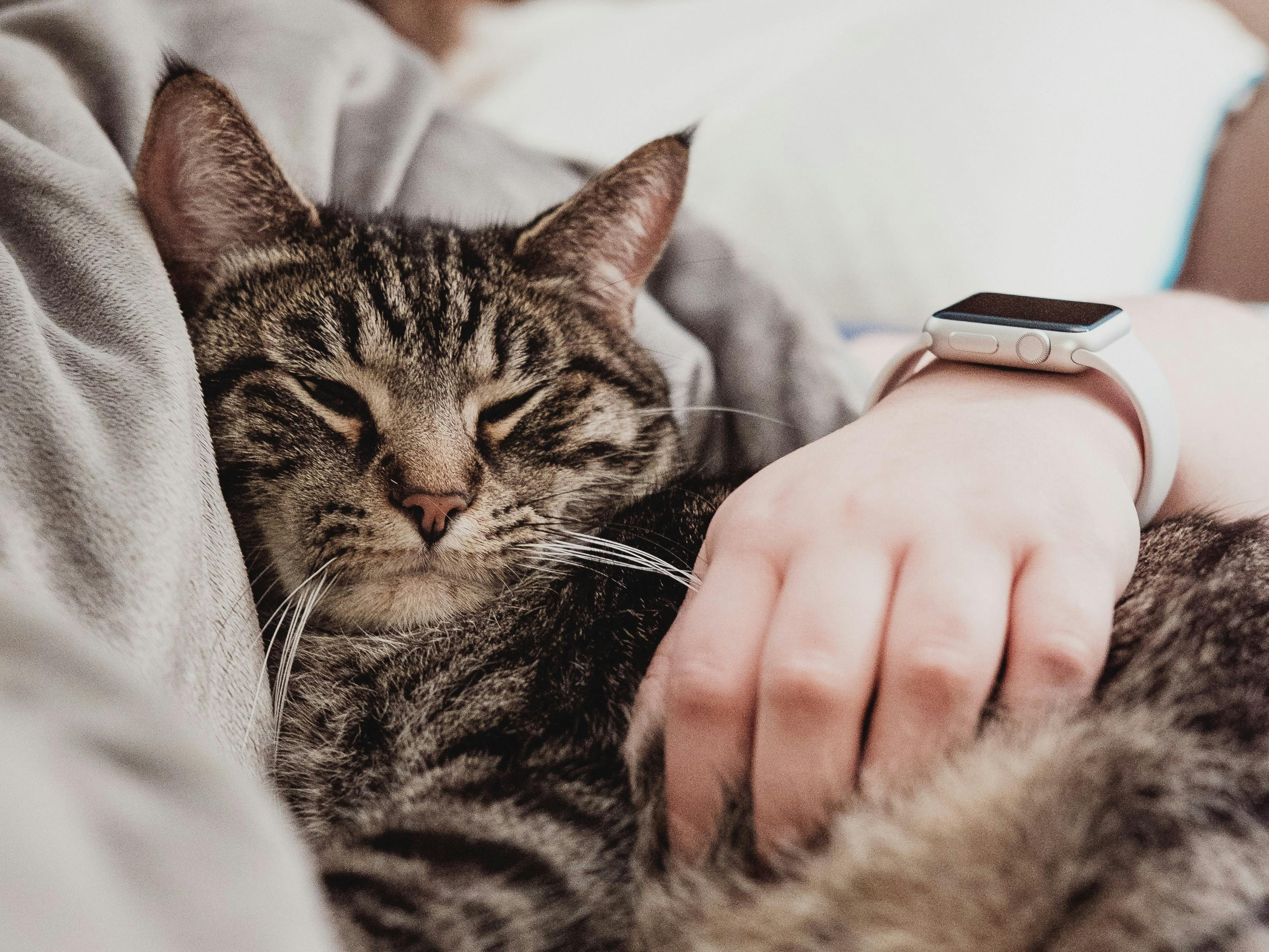 Cat Vaccination Guide