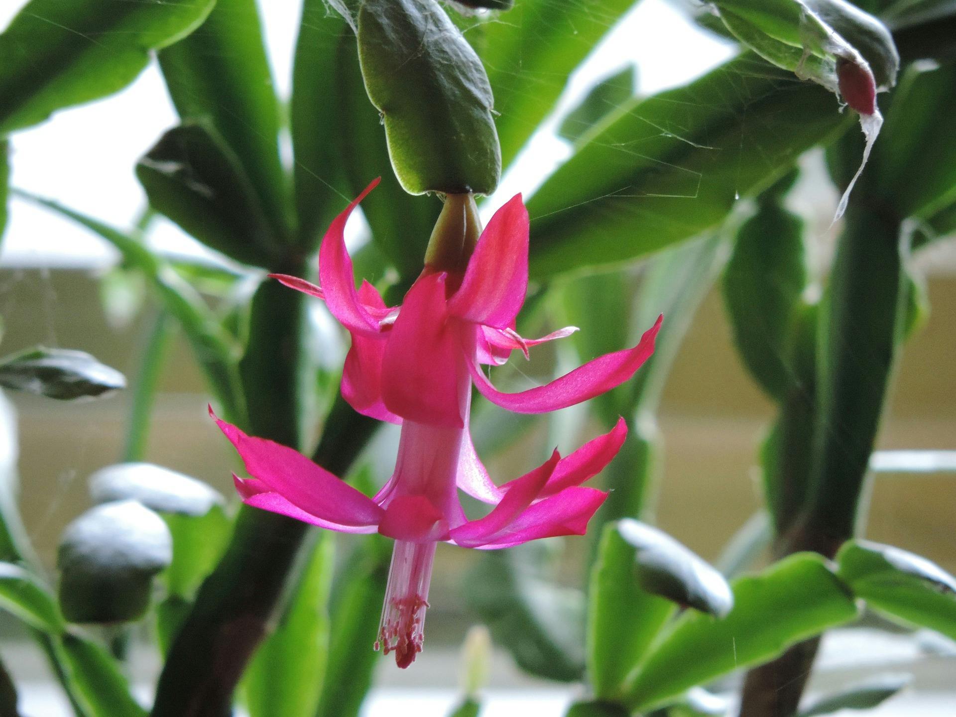 Is Christmas Cactus Poisonous to Cats?
