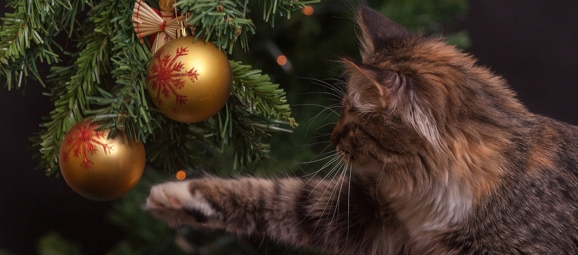 Are Christmas Trees Dangerous for Dogs or Cats?