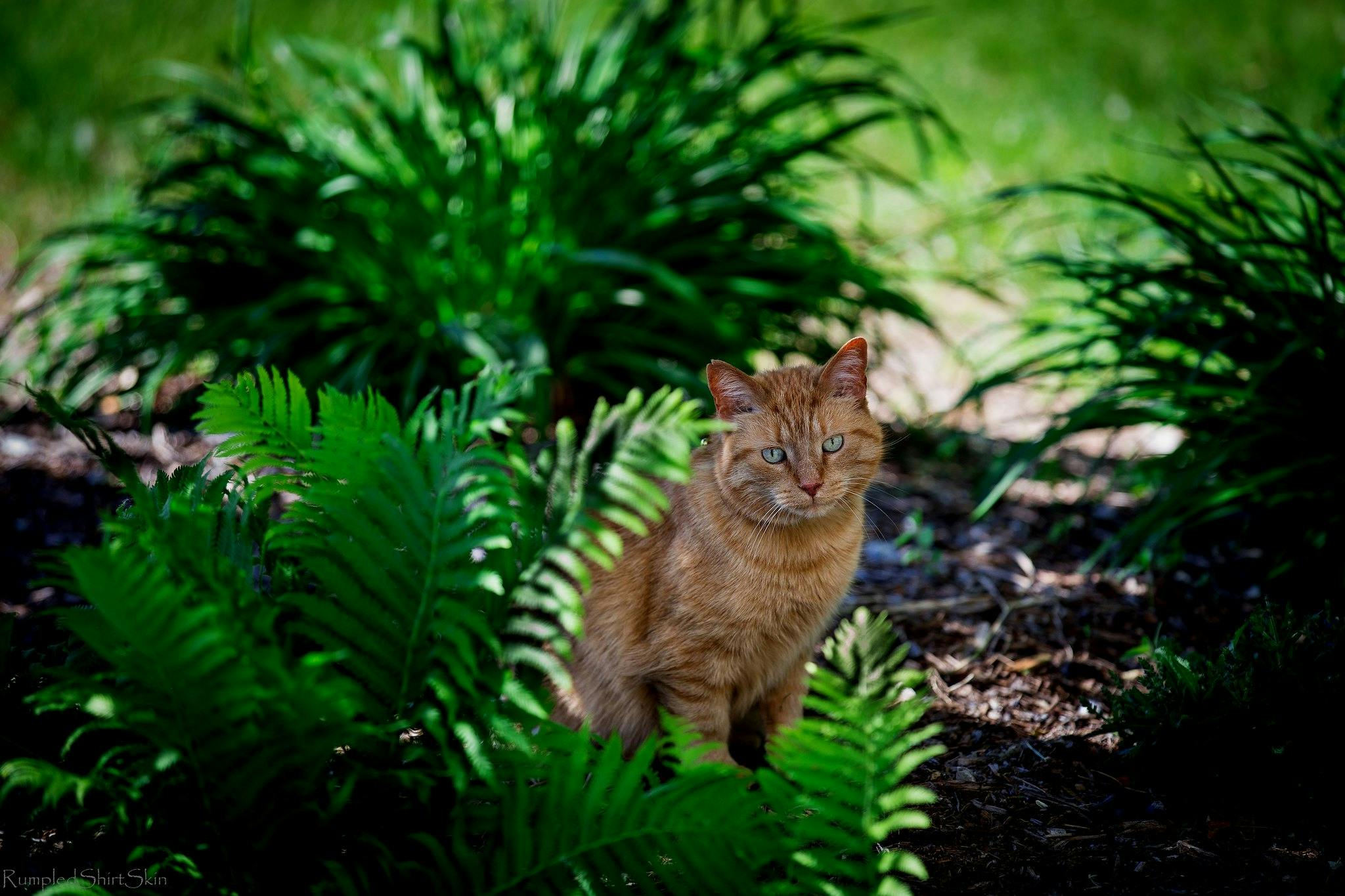 Are Ferns Toxic To Cats? Possible Risks Ferns Pose To Cats