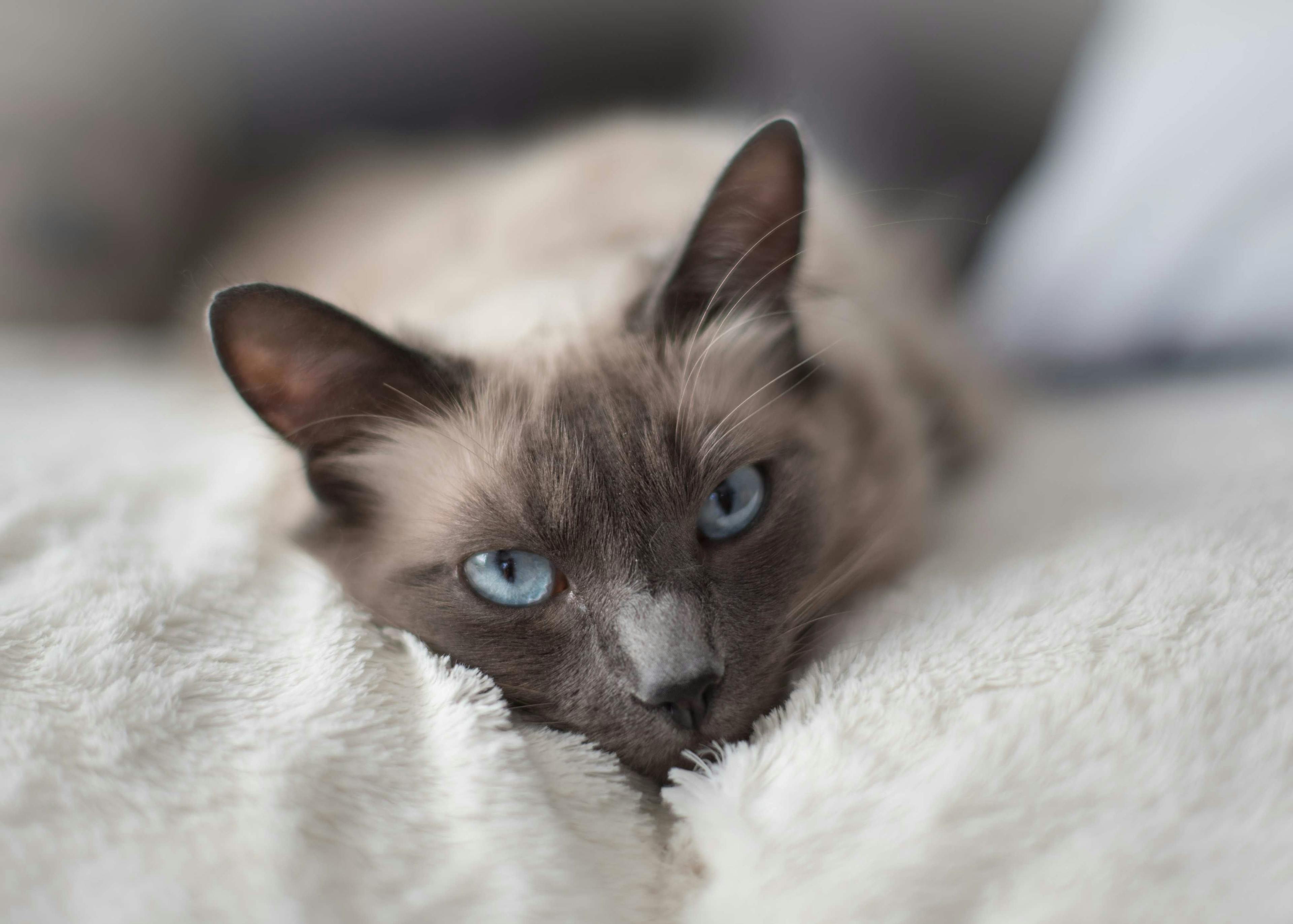 Key Things To Know About Feline Diabetes