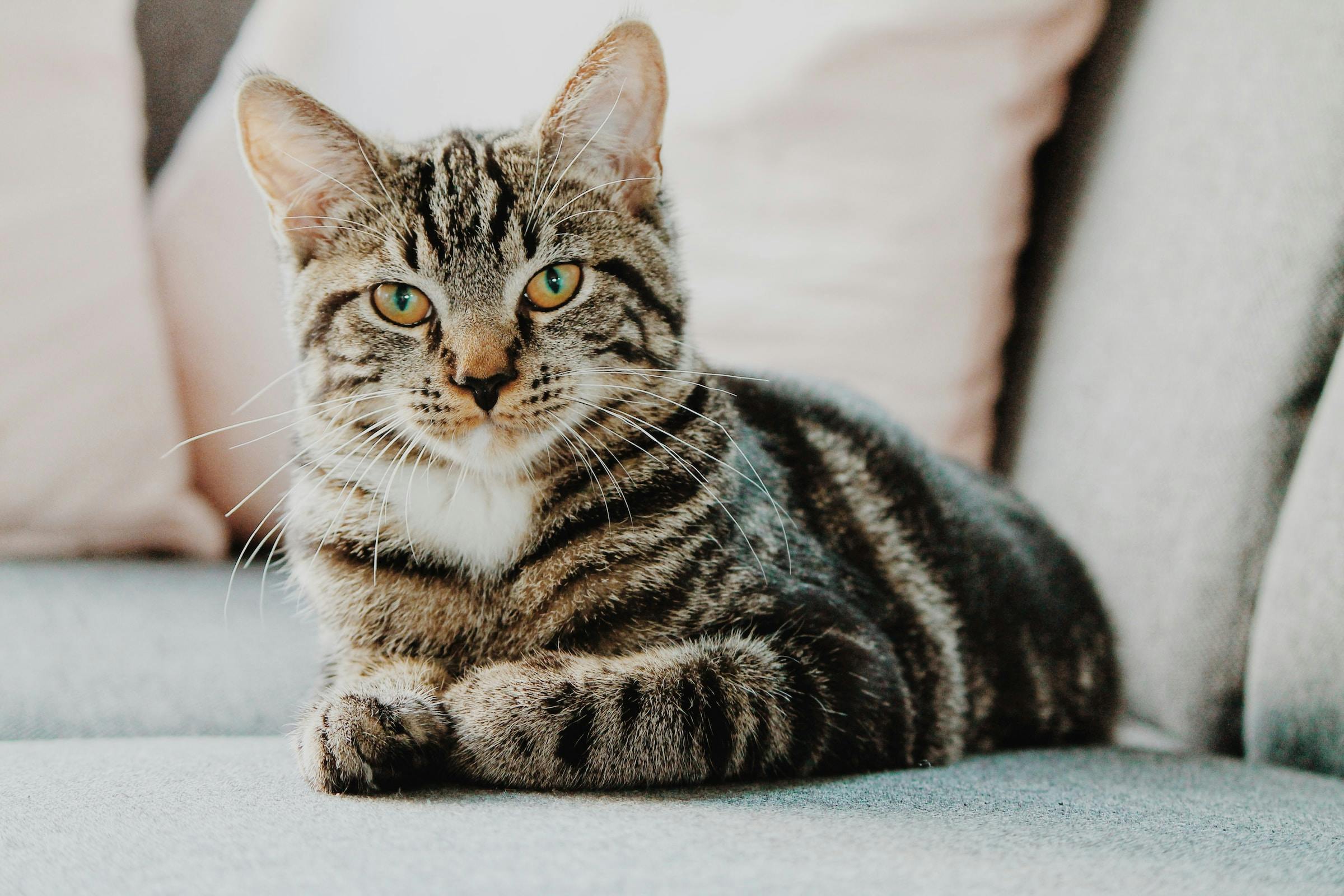 The Iconic Tabby Cat: A Comprehensive Guide to Their Patterns and Personalities