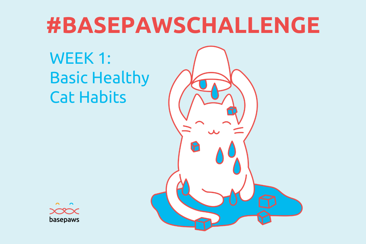 #BasepawsChallenge: Keep Your Cat Healthy (Week 1)
