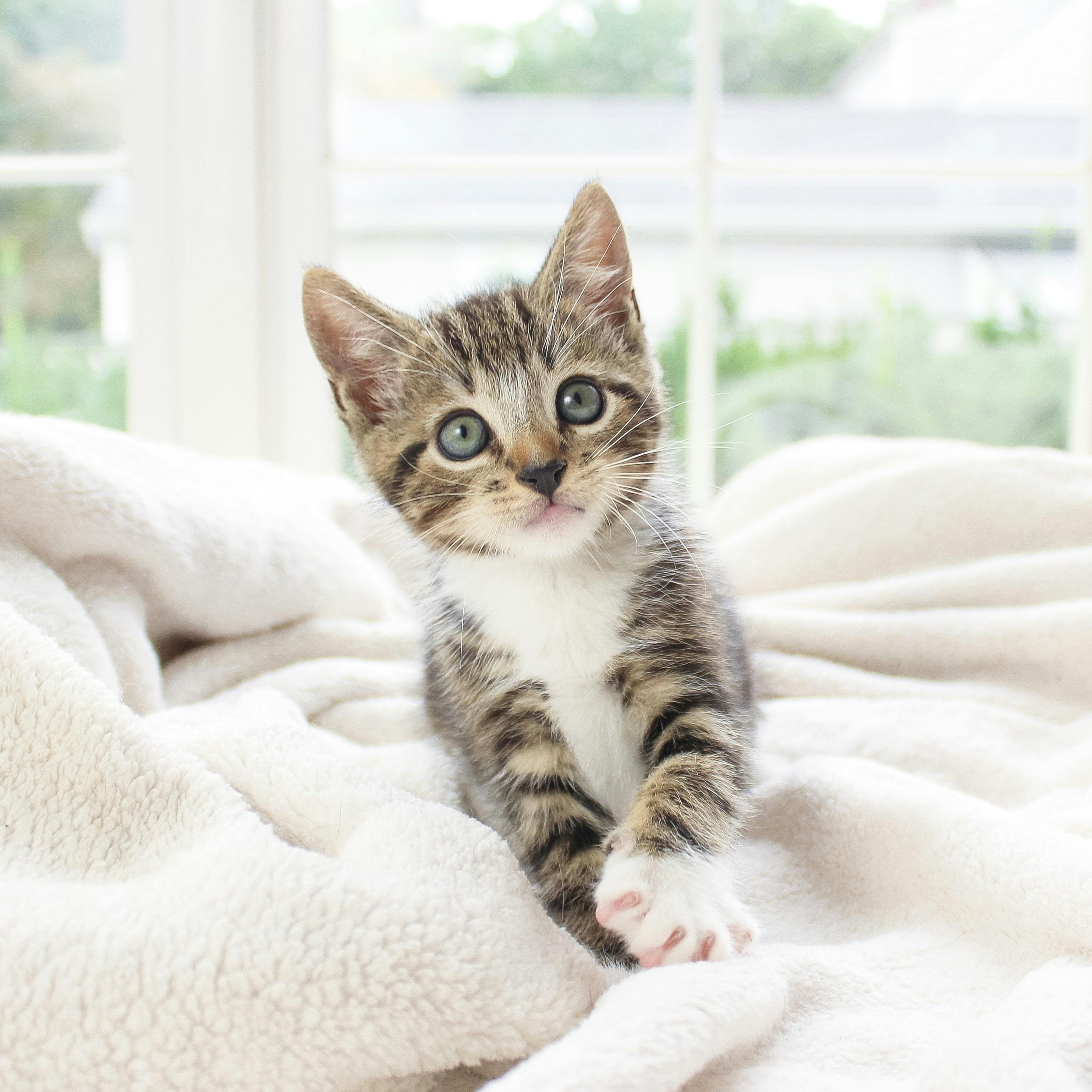 7 Tips on How to Take Care of a Kitten