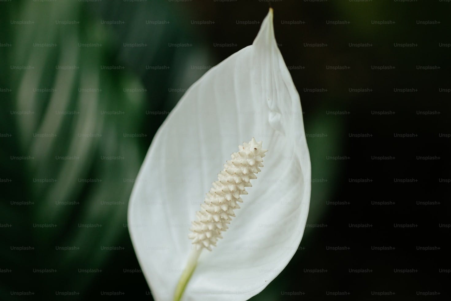 Are Peace Lilies Toxic To Cats? Peace Lily And Cats Safety Rules