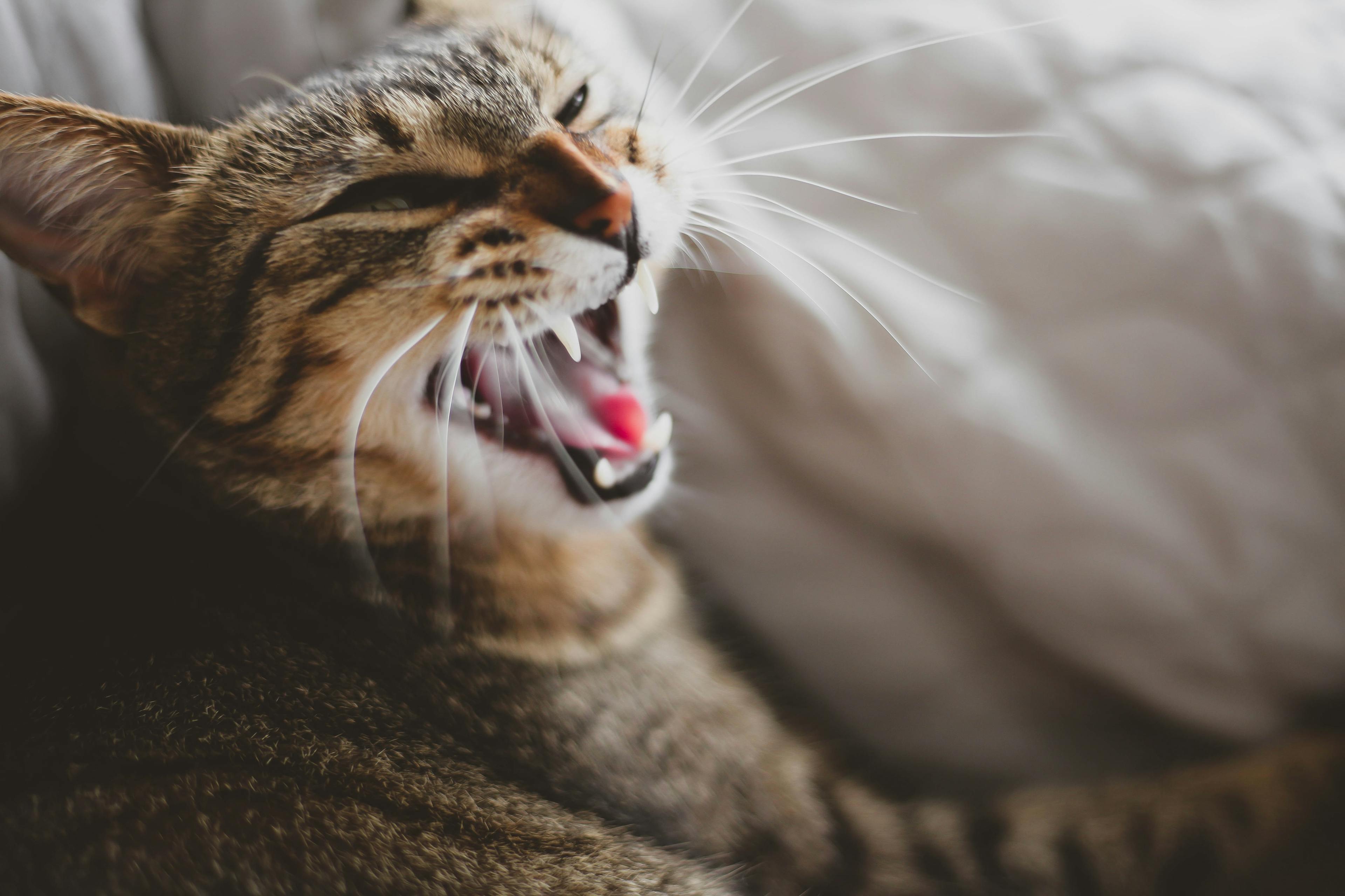 Hissing: A Guide to Understanding the Vocal Communication of Cats