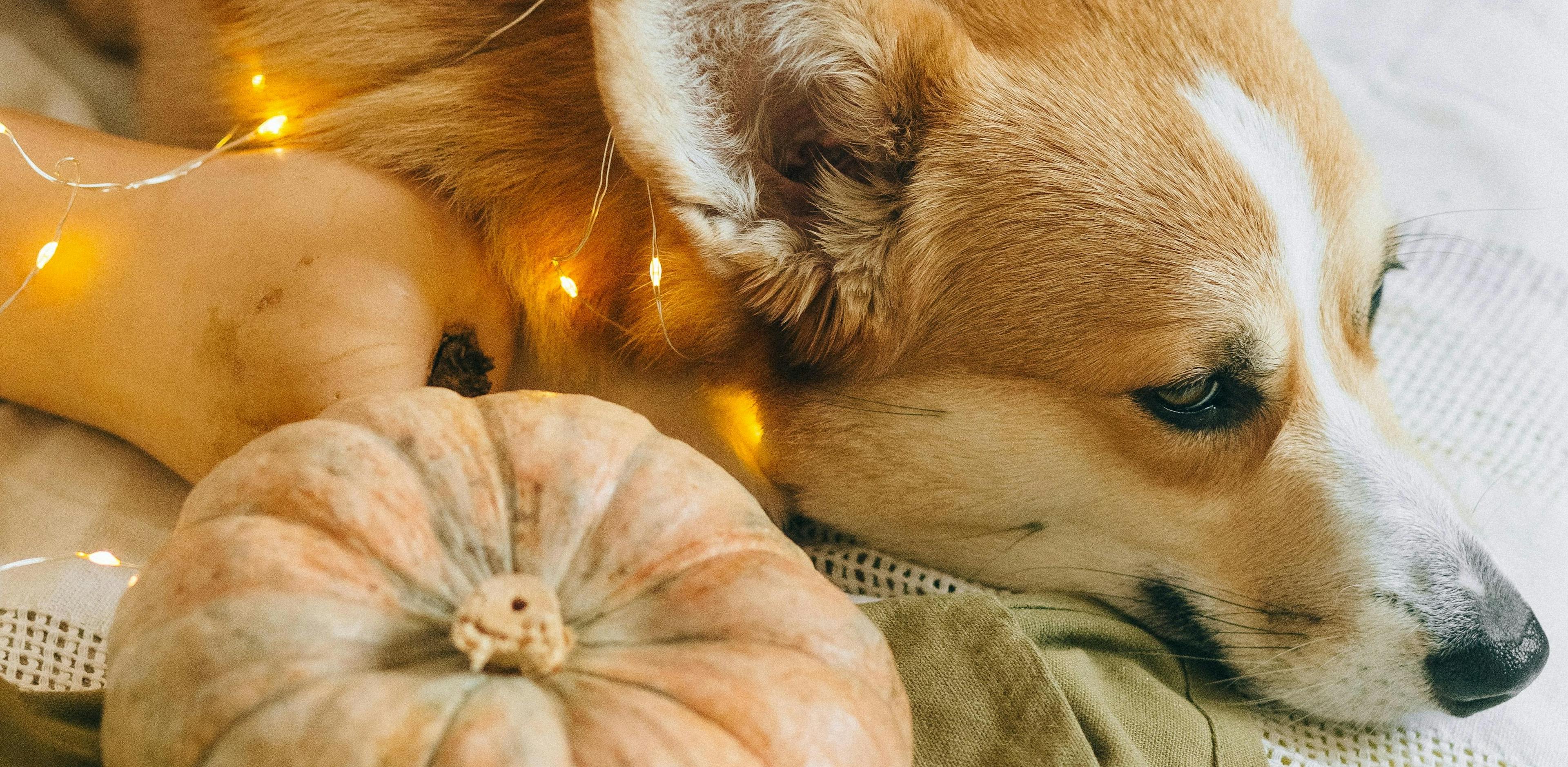 Thanksgiving Pet Safety Guide: Keeping Pets Happy and Healthy