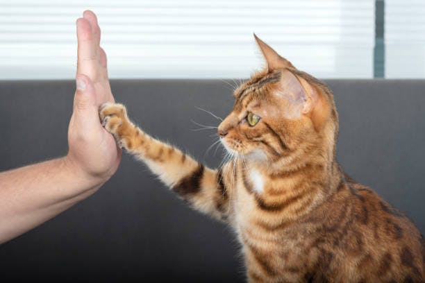 How to Read Your Cat's Body Language?