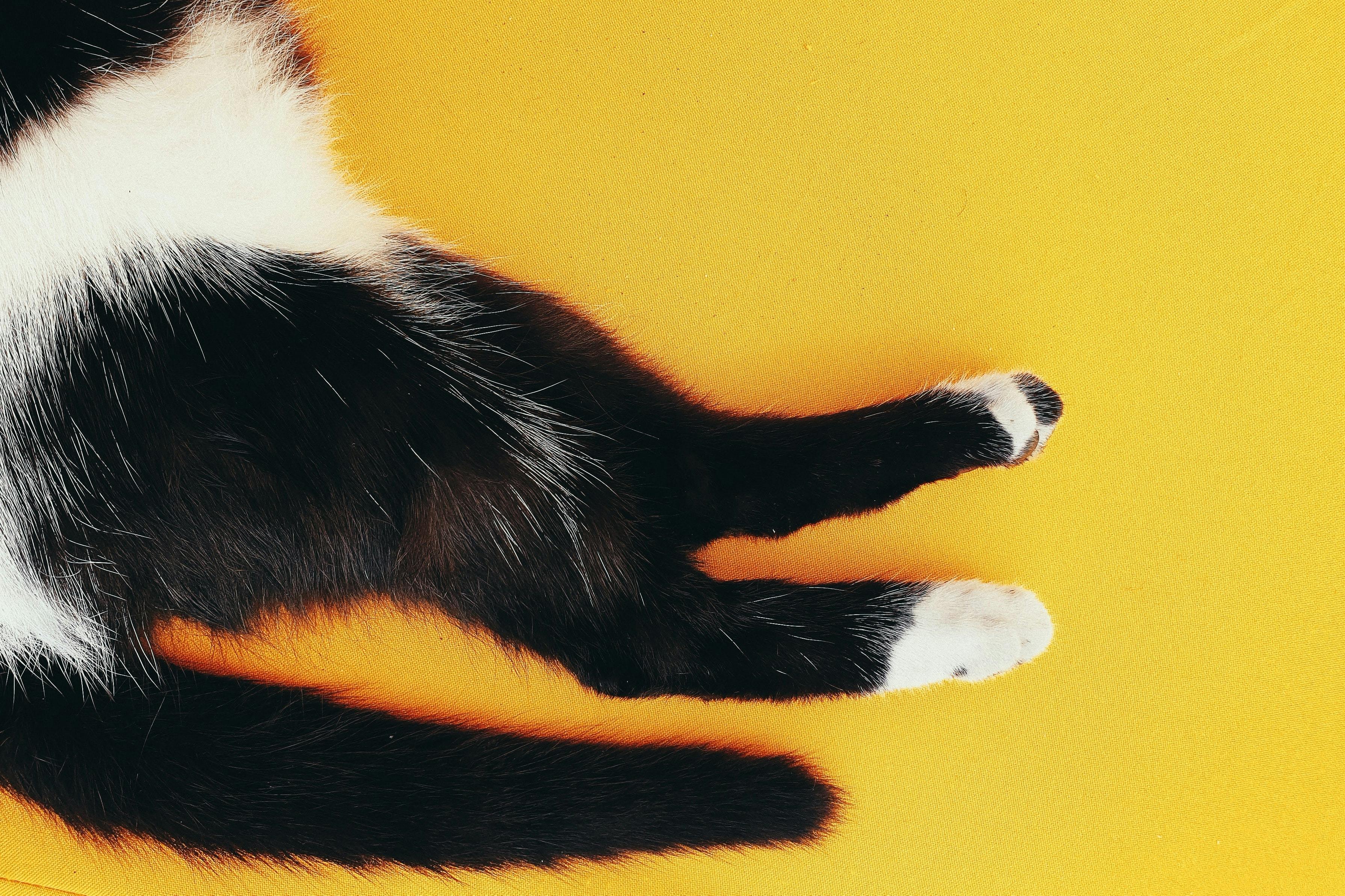 How to Read Cat-Tail Signals: A Guide to Your Feline's Body Language