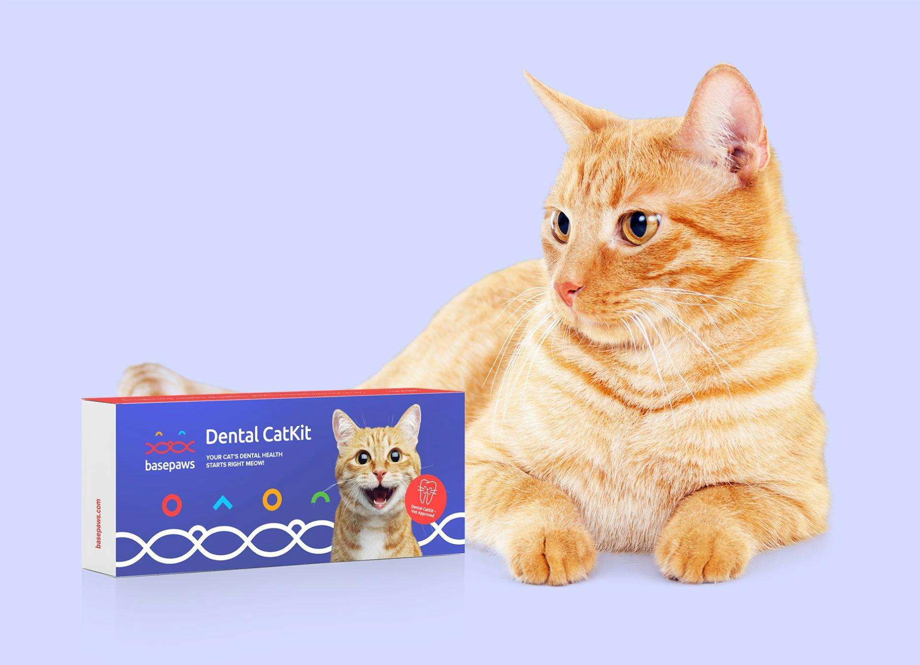 Introducing Basepaws Cat Dental Health Test: The best new way to keep your cat's teeth healthy.