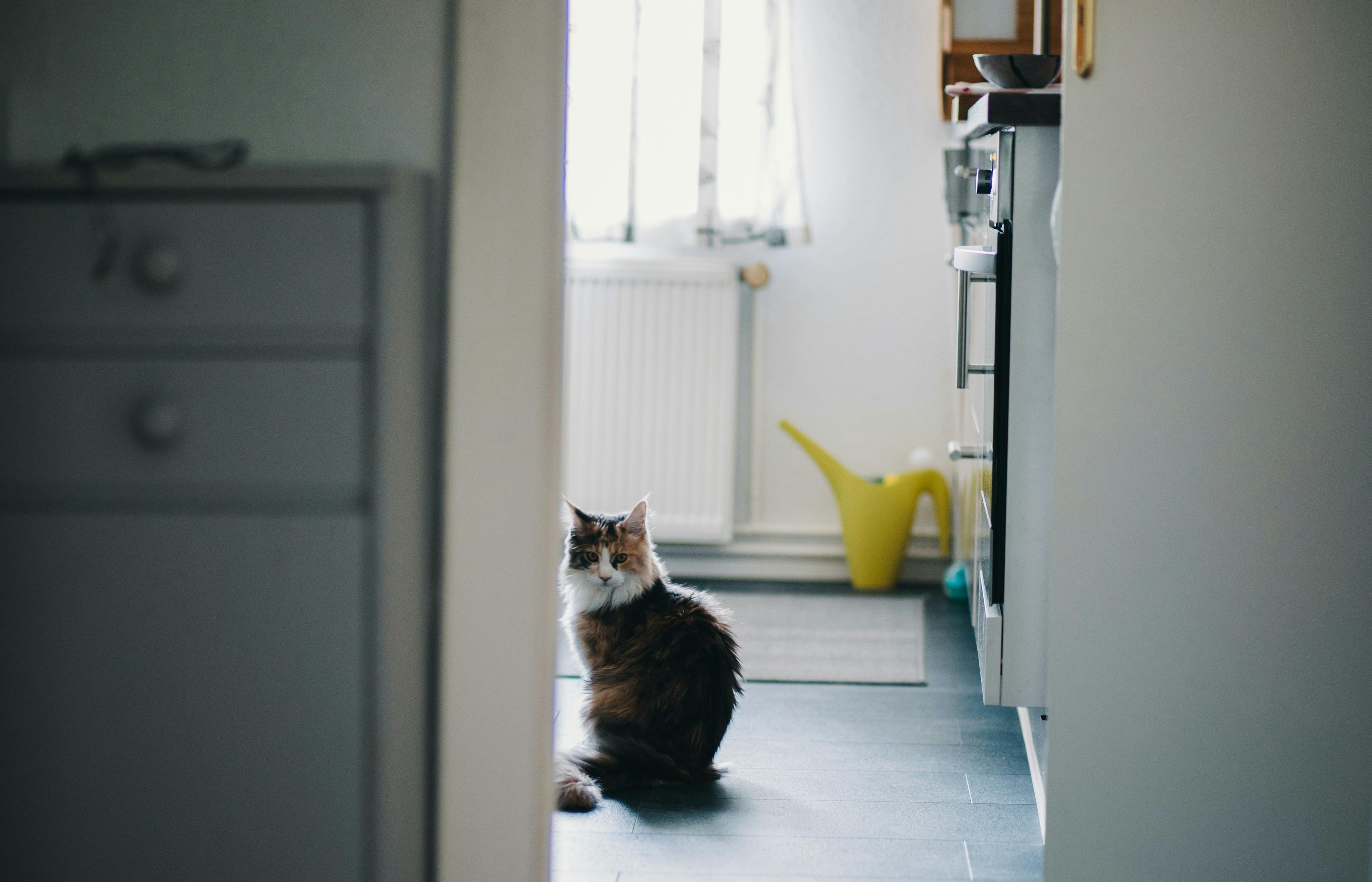 Why Does My Cat Follow Me to the Bathroom? Understanding Your Cat's Curiosity