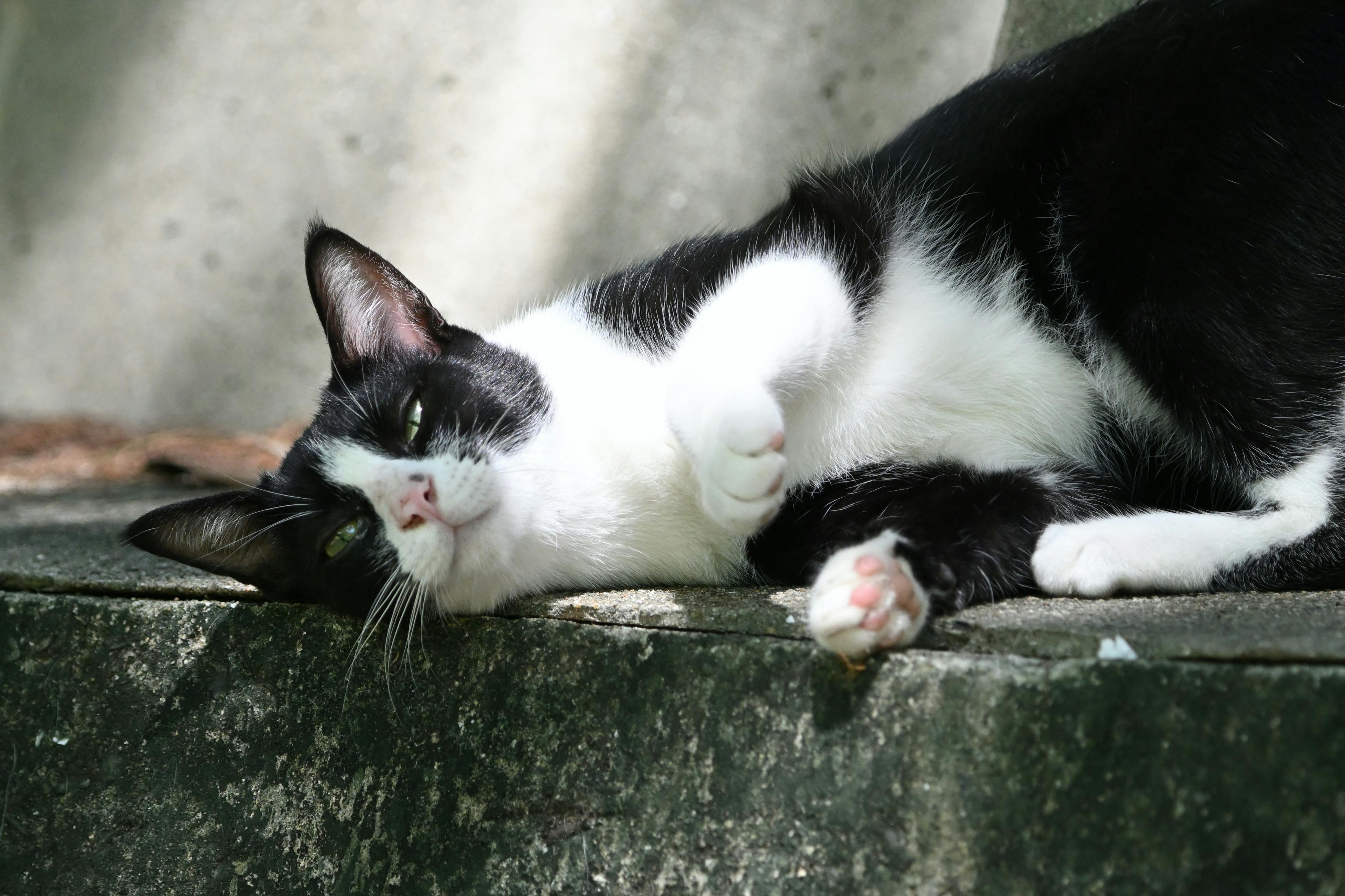 The Fascinating World of Tuxedo Cat Personality