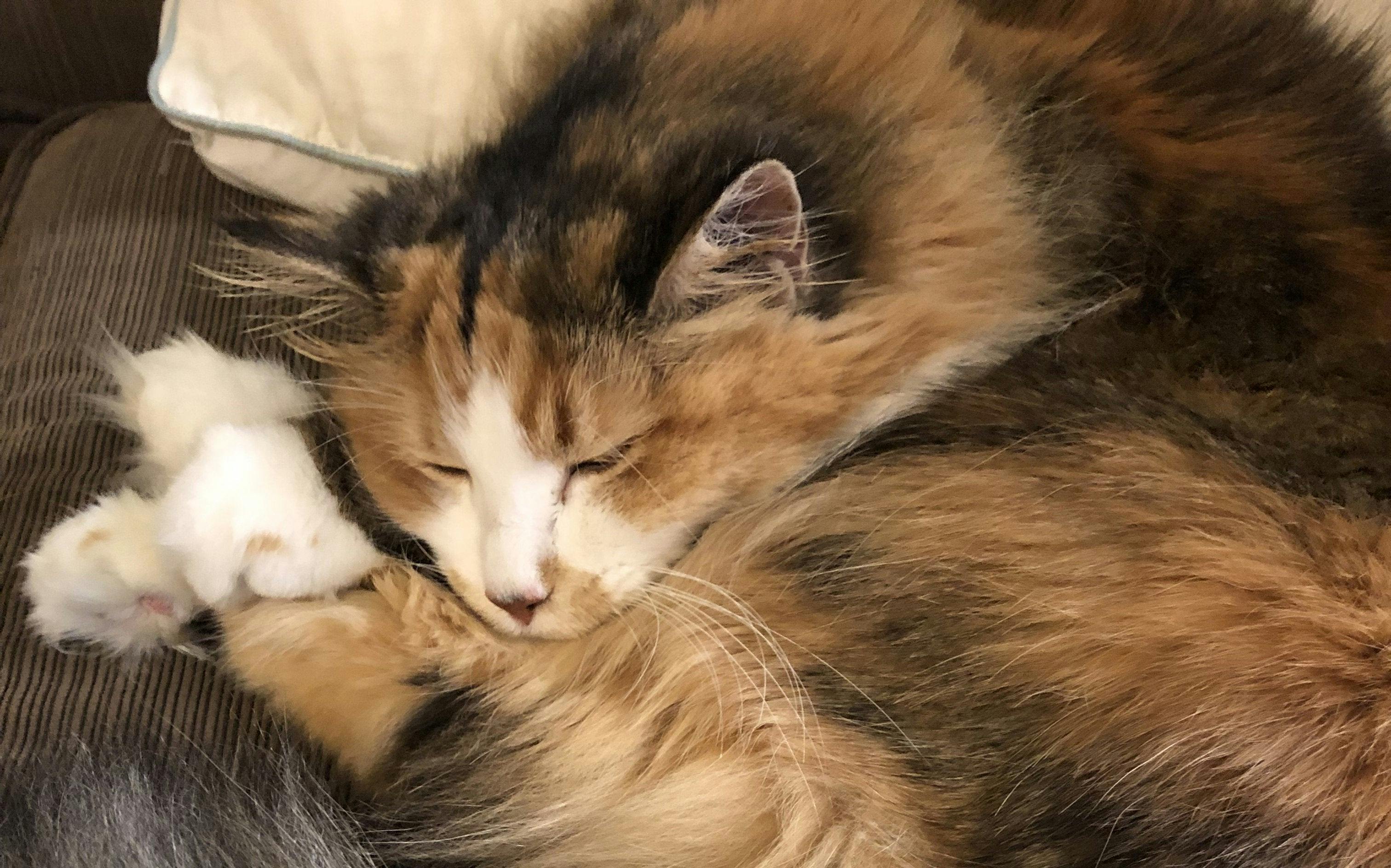 Basepaws Cat Story: In The Memory Of Lovely Lillie