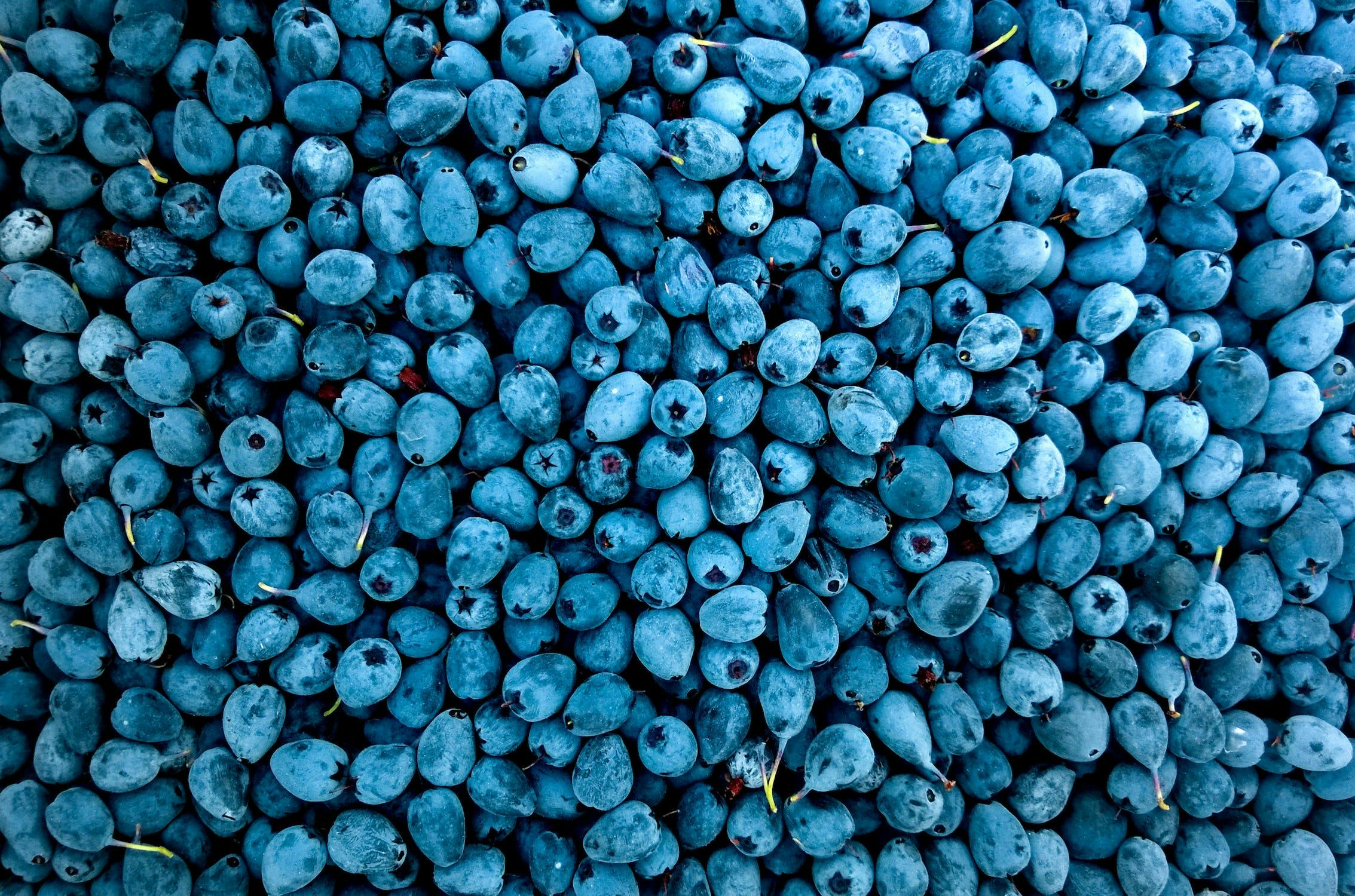 Can Dogs Eat Blueberries? The Nutritional Perks and Safety Tips