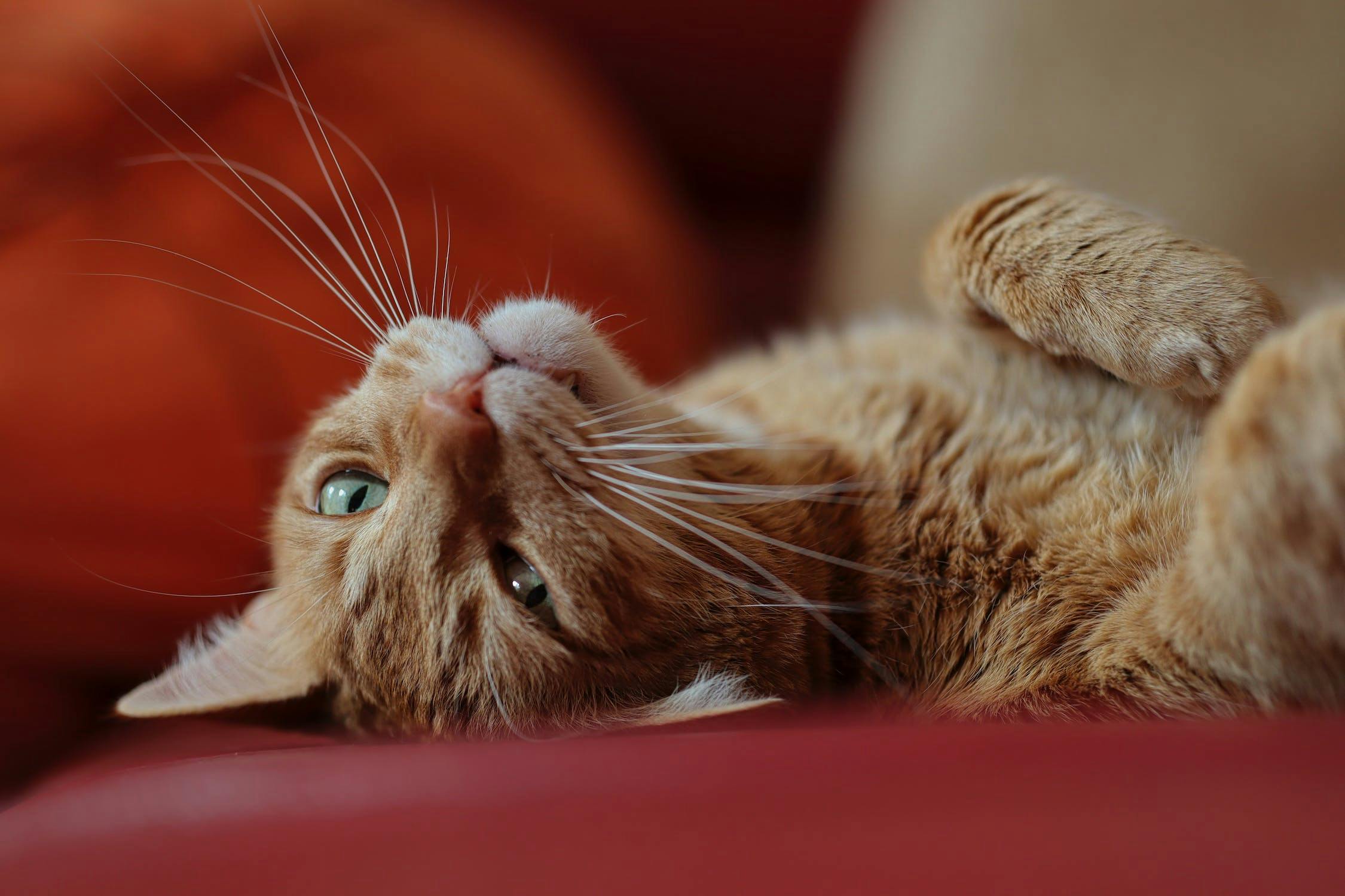 Why Do Cats Knead Me? Discovering the 10 Reasons Your Cat Makes "Biscuits"