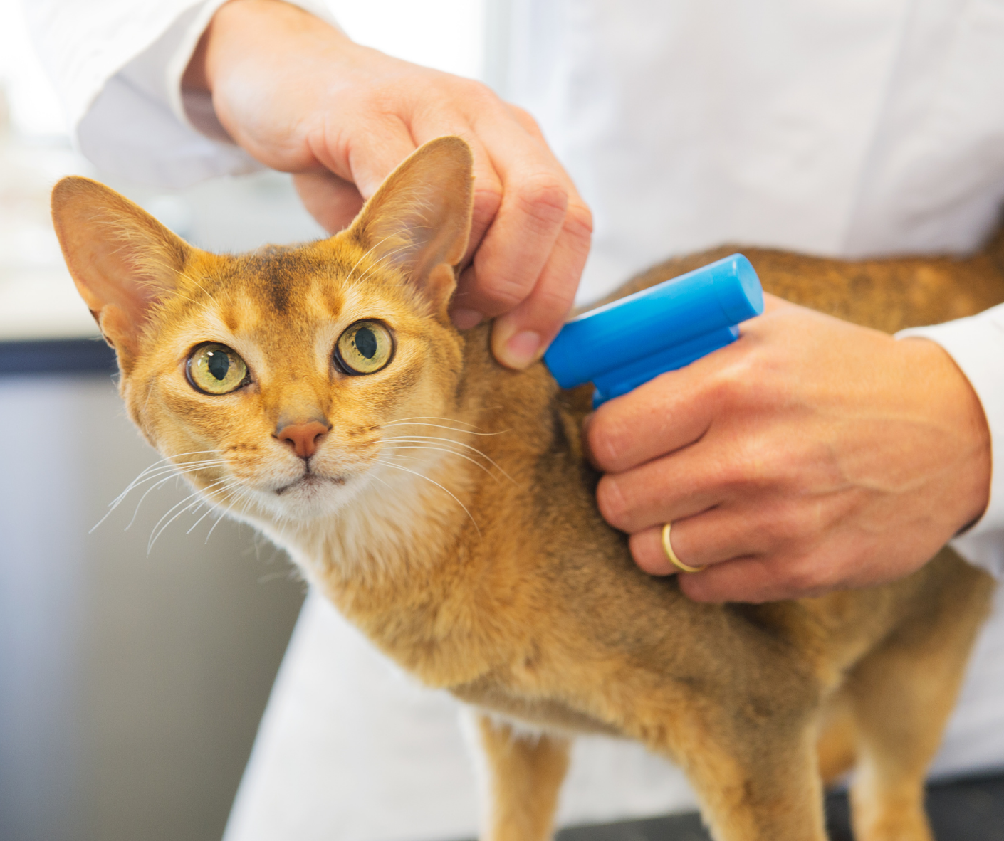 Pet Microchips - All You Need To Know