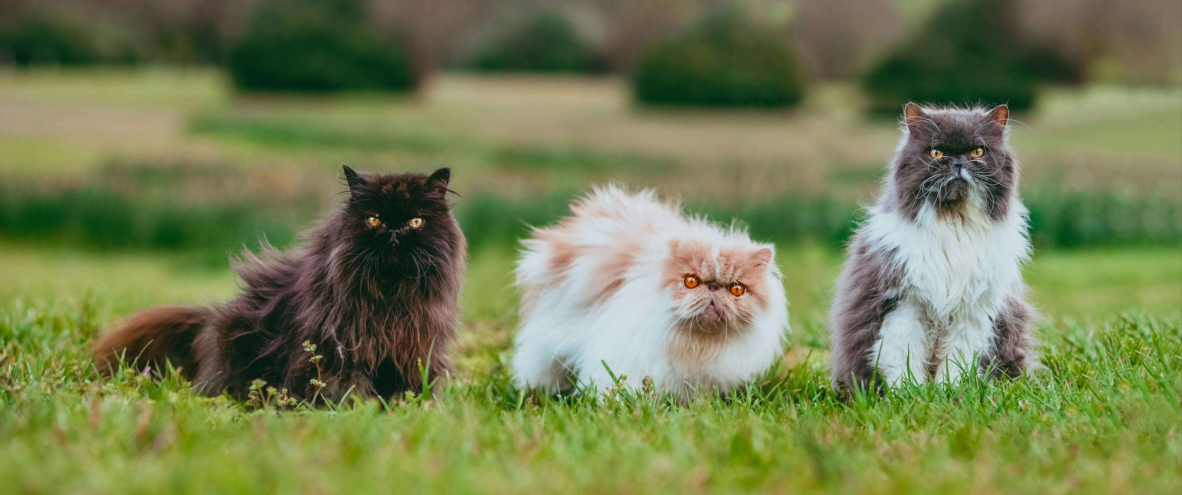 Persian Cats: Overview and Key Traits