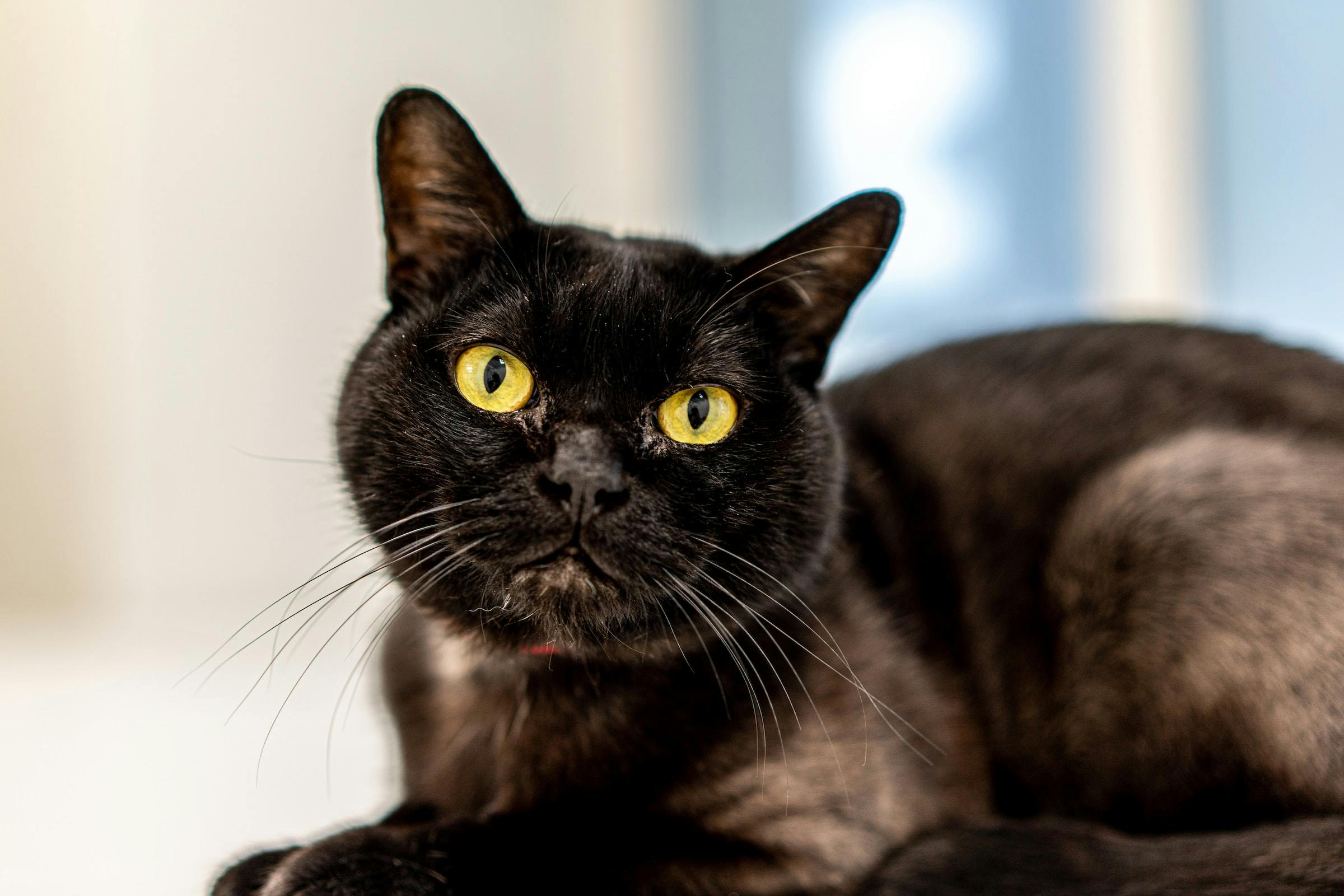 What Defines a Bombay Cat's Personality?