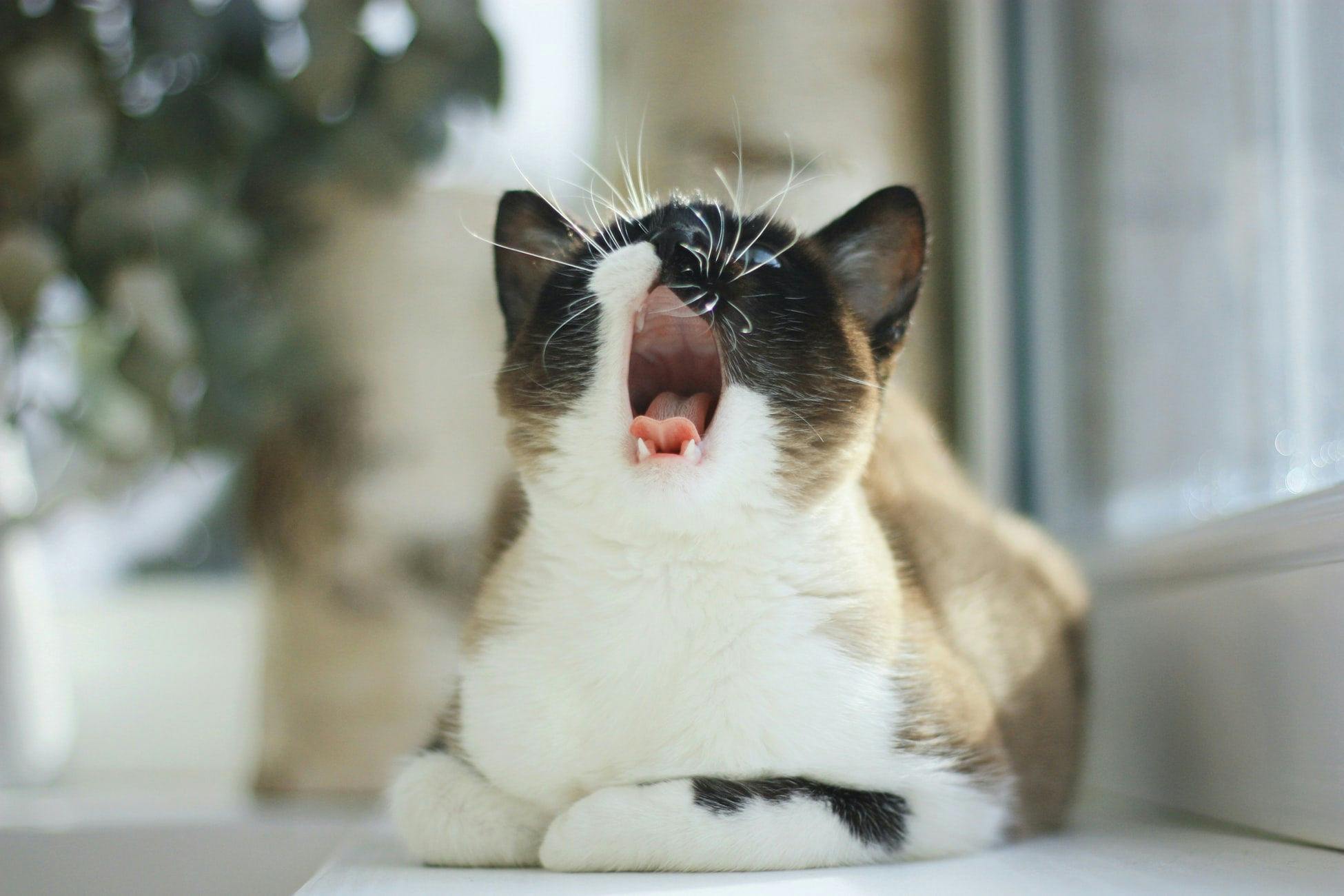Bad Breath in Cats