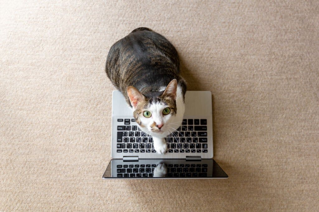 Are cats smart? Understanding Their Cognitive Abilities
