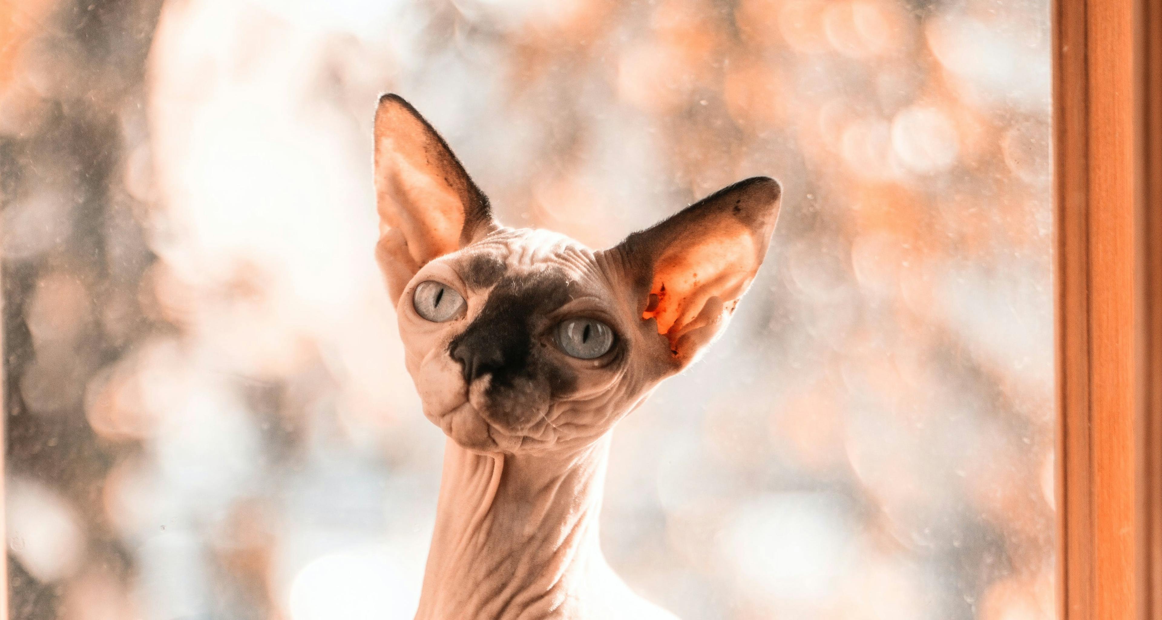 Sphynx Cat Lifespan: The Longevity of Hairless Cats