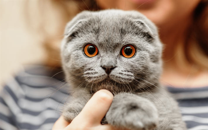 Interesting Cat Facts You Might Not Know