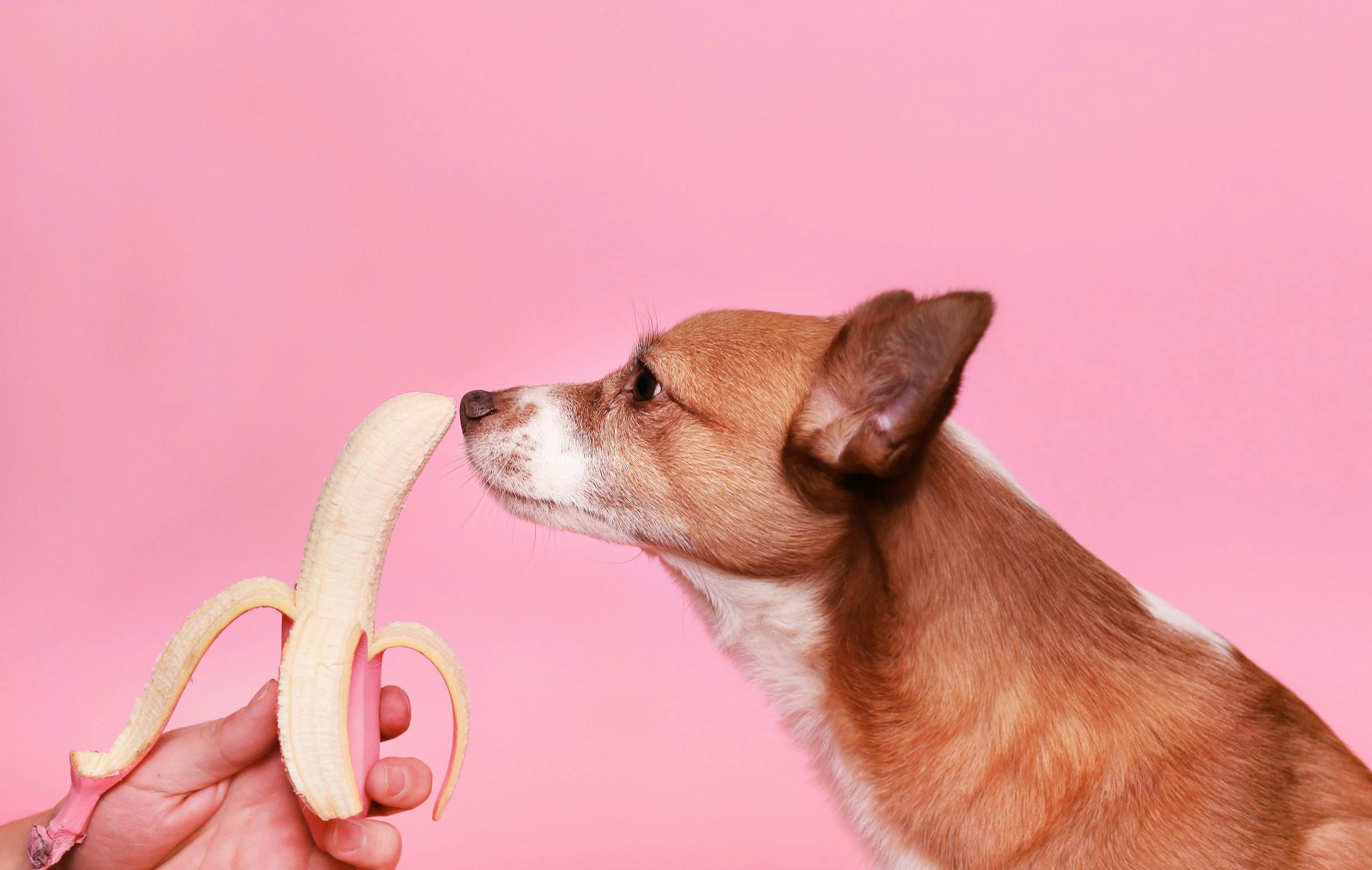 Can Dogs Eat Bananas? A Guide to Feeding Your Pooch This Fruit