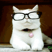 Smart Cat courtesy of GIPHY