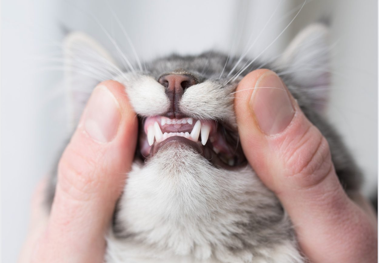 At Home Feline Dental Care - Top "Flip the Lip" Tips